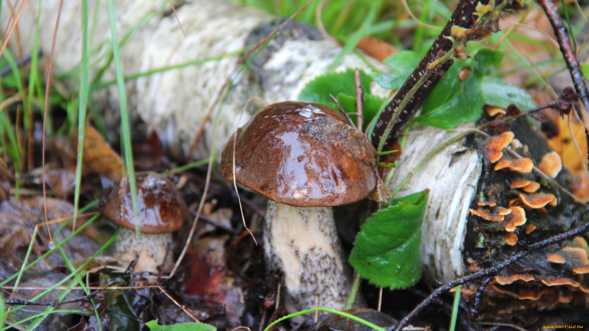 природа, грибы, грибок