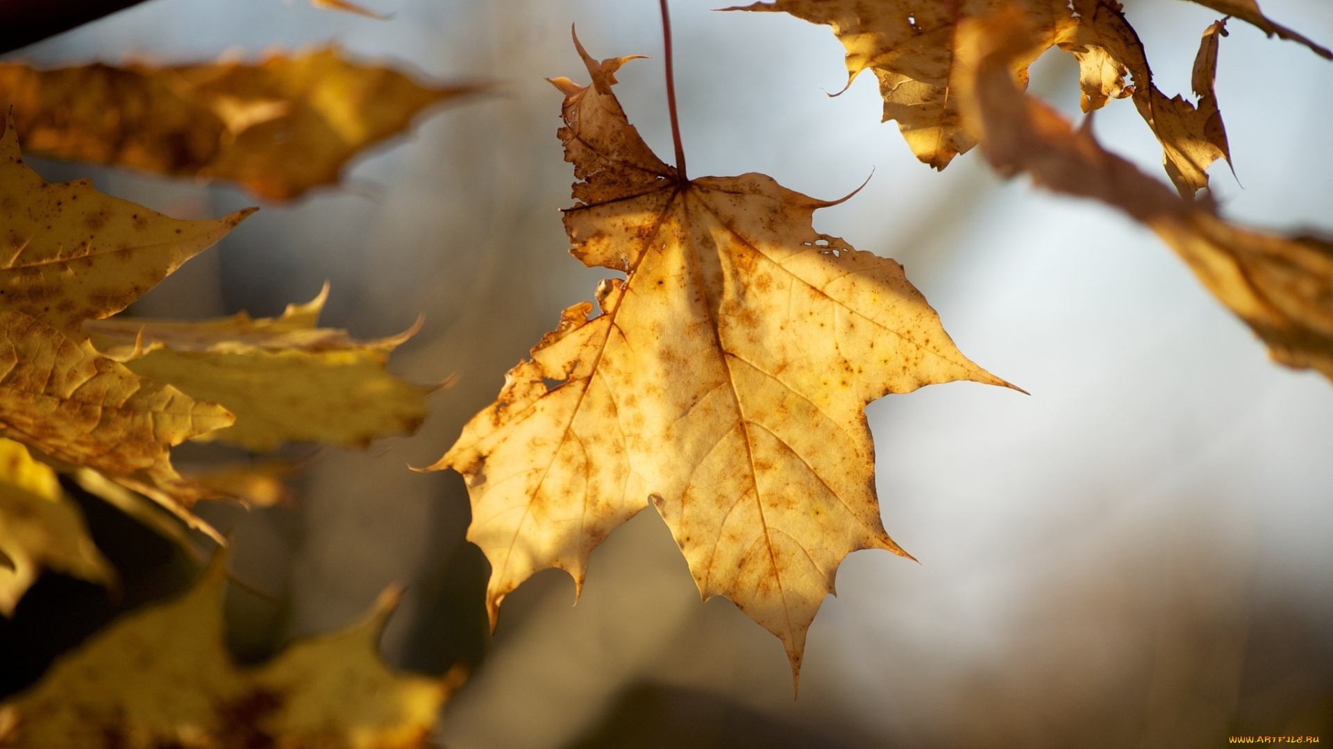 природа, листья, макро, осень, ветки