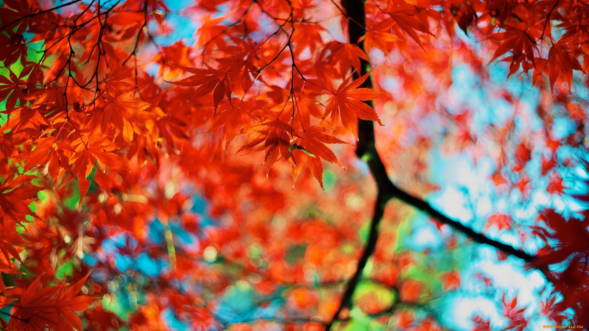 природа, листья, осень, листва, ветка