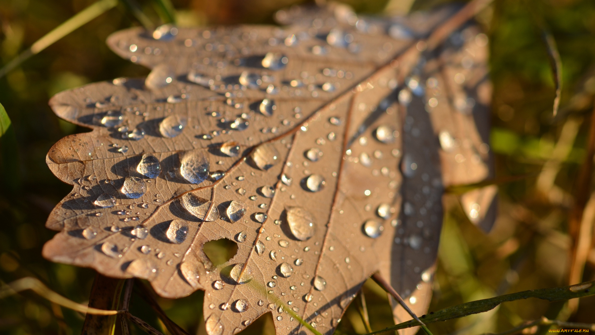 природа, листья, трава, капли, макро, свет
