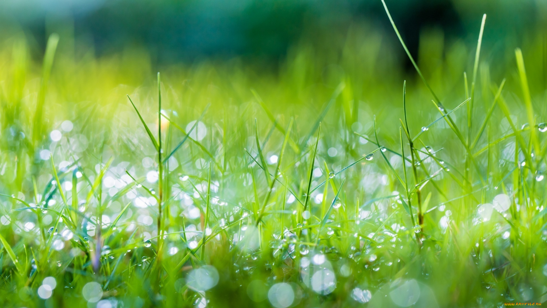 природа, макро, блеск, лето, капли, роса, трава