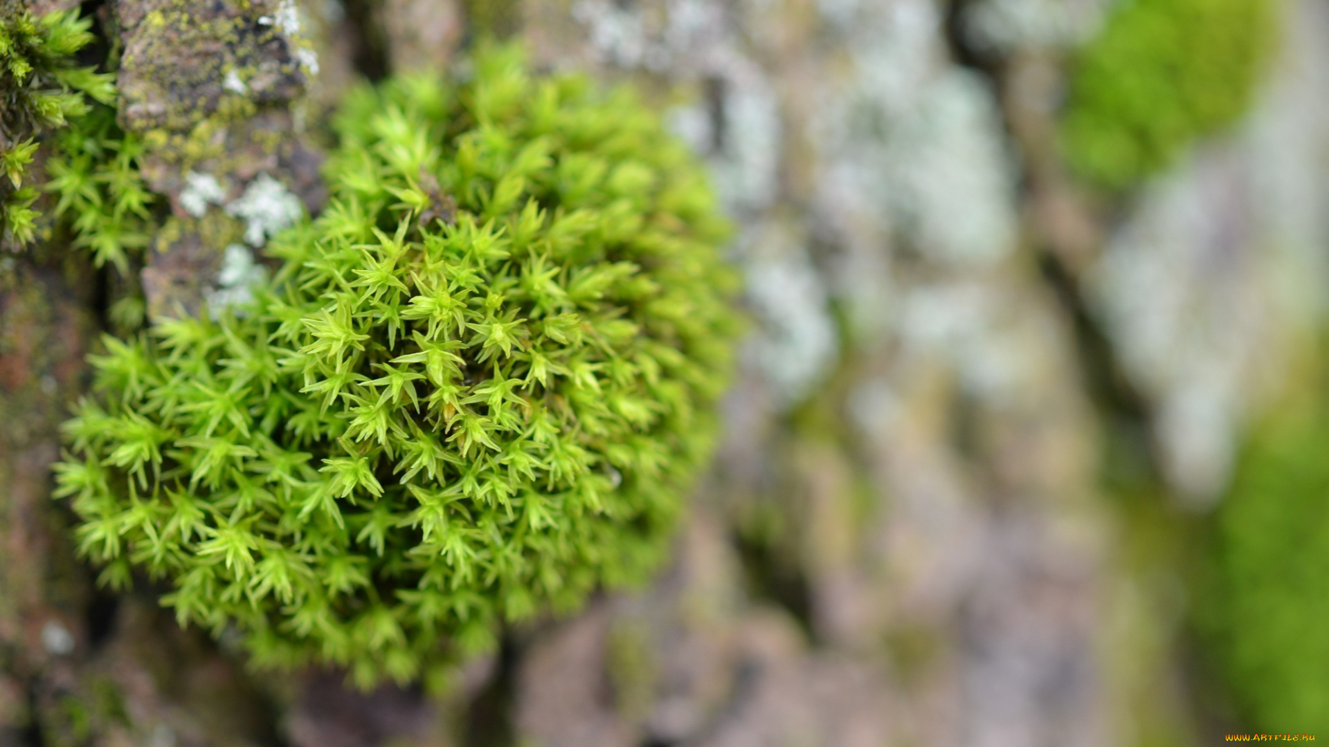 природа, макро, кора, мох