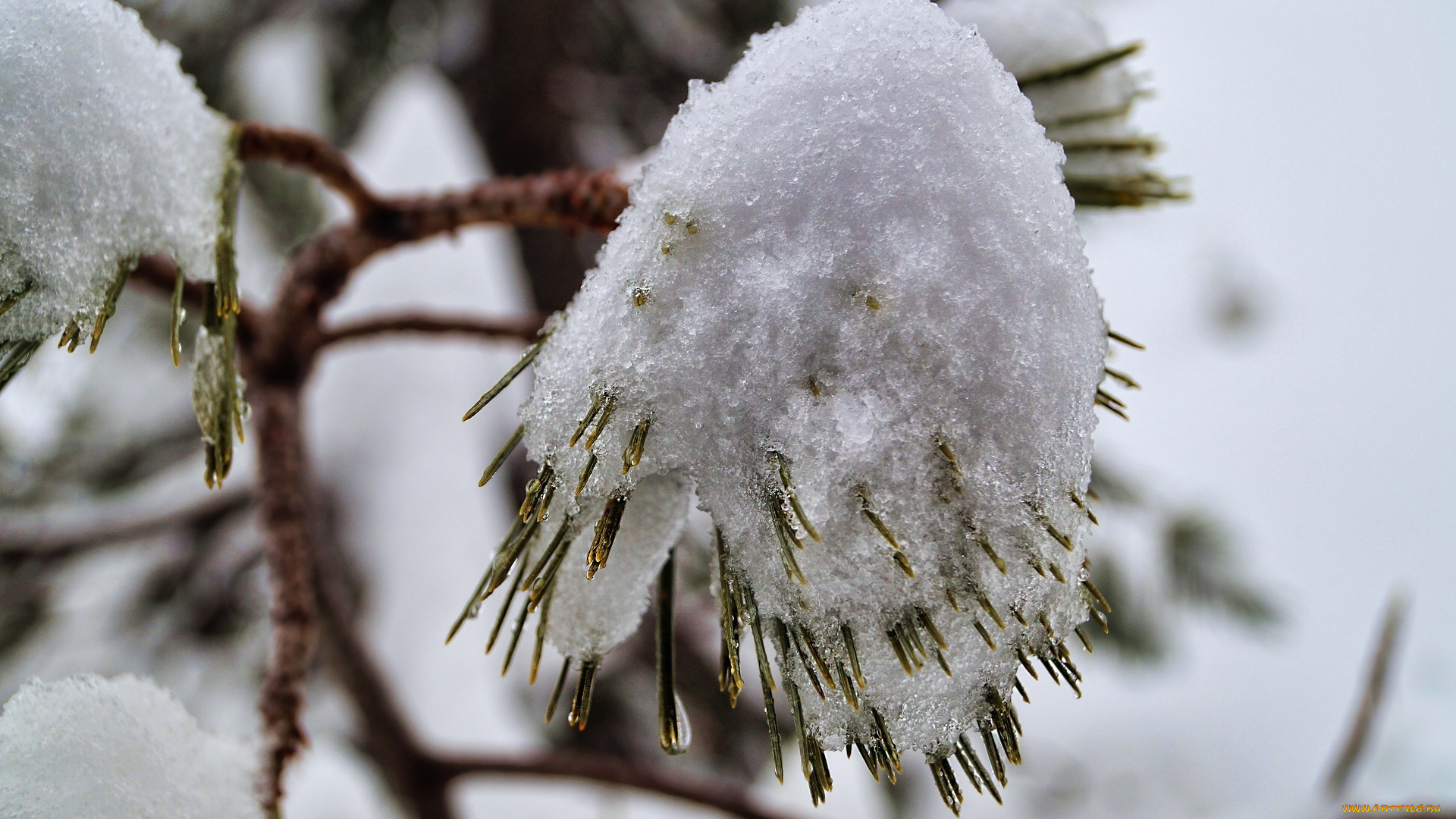 природа, макро, ветка, хвоя, холод, снег, иголки