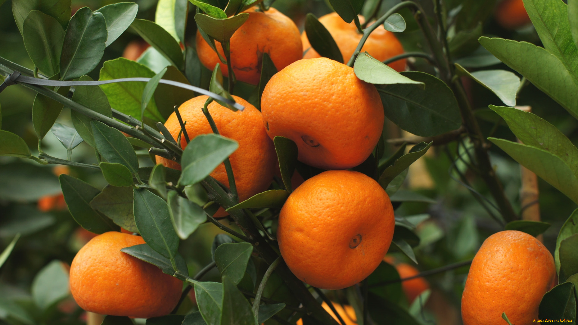 природа, плоды, мандарины