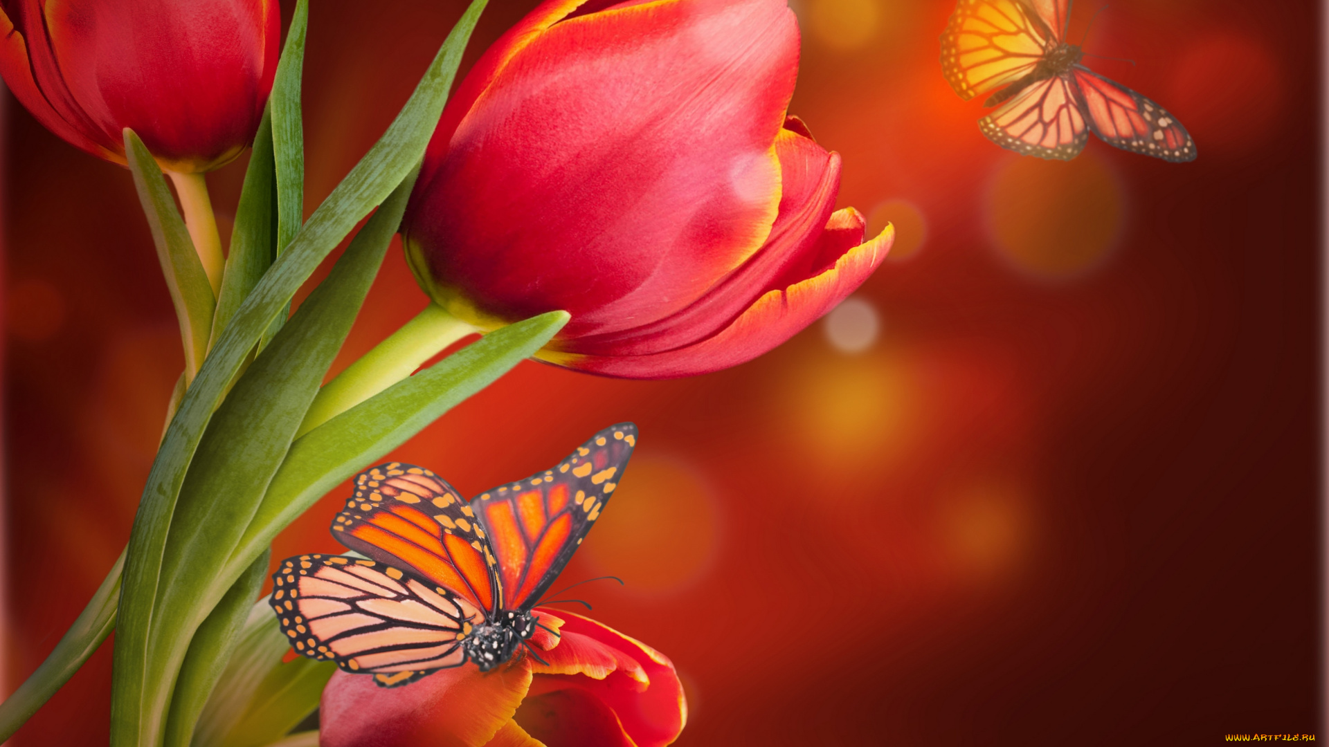 разное, компьютерный, дизайн, бабочки, тюльпаны