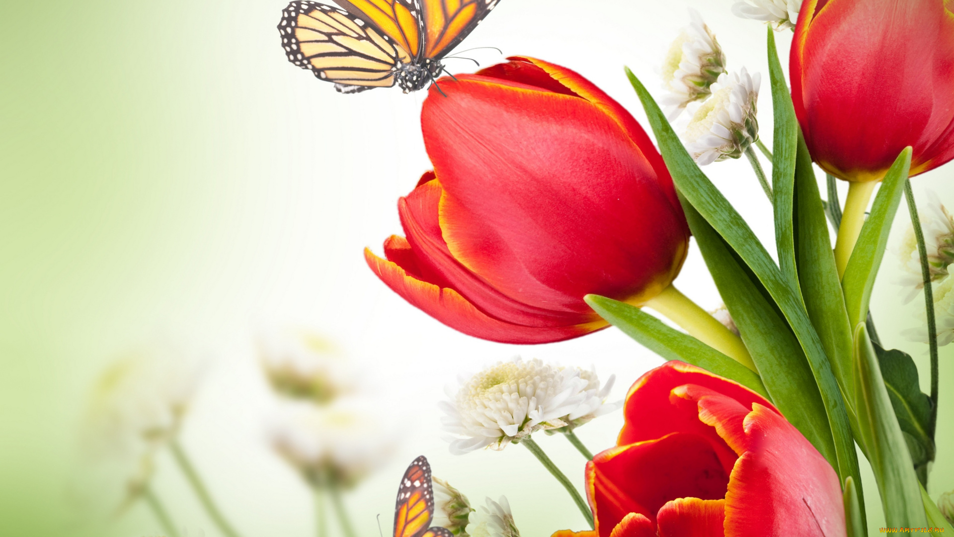 разное, компьютерный, дизайн, красные, тюльпаны, цветы, хризантемы, бабочки