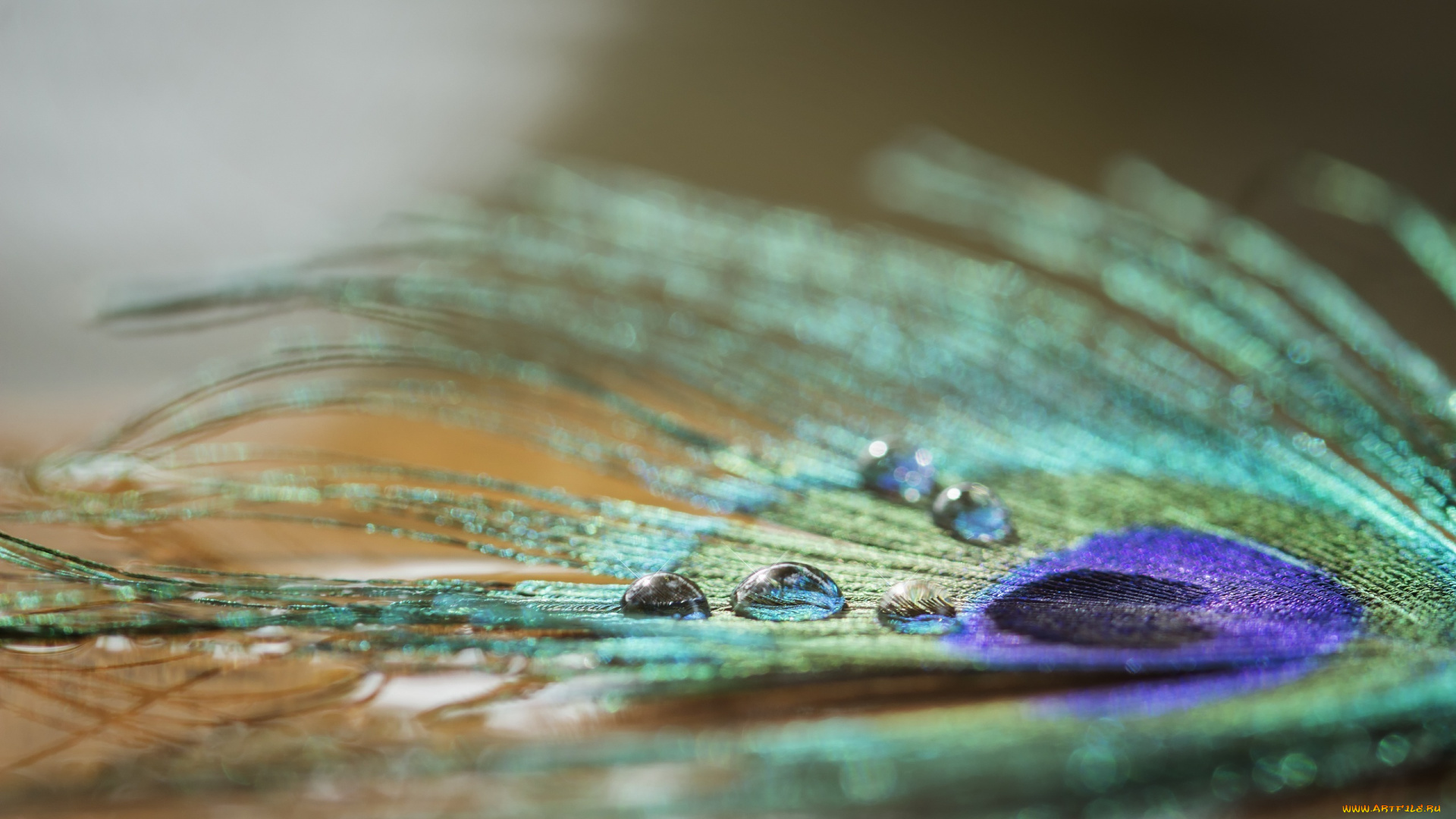 разное, перья, блеск, капли, цвета, перо