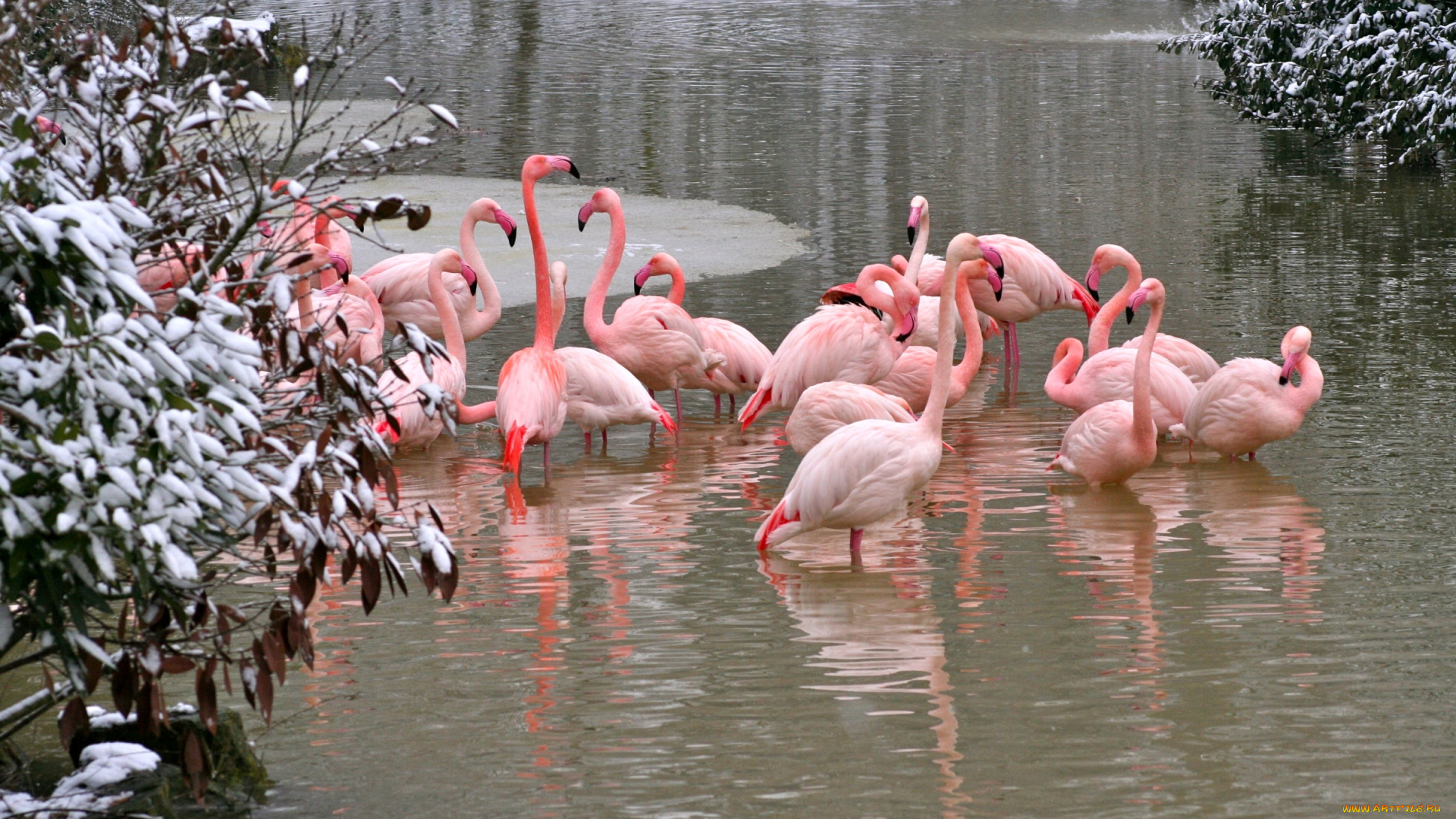 животные, фламинго, розовый