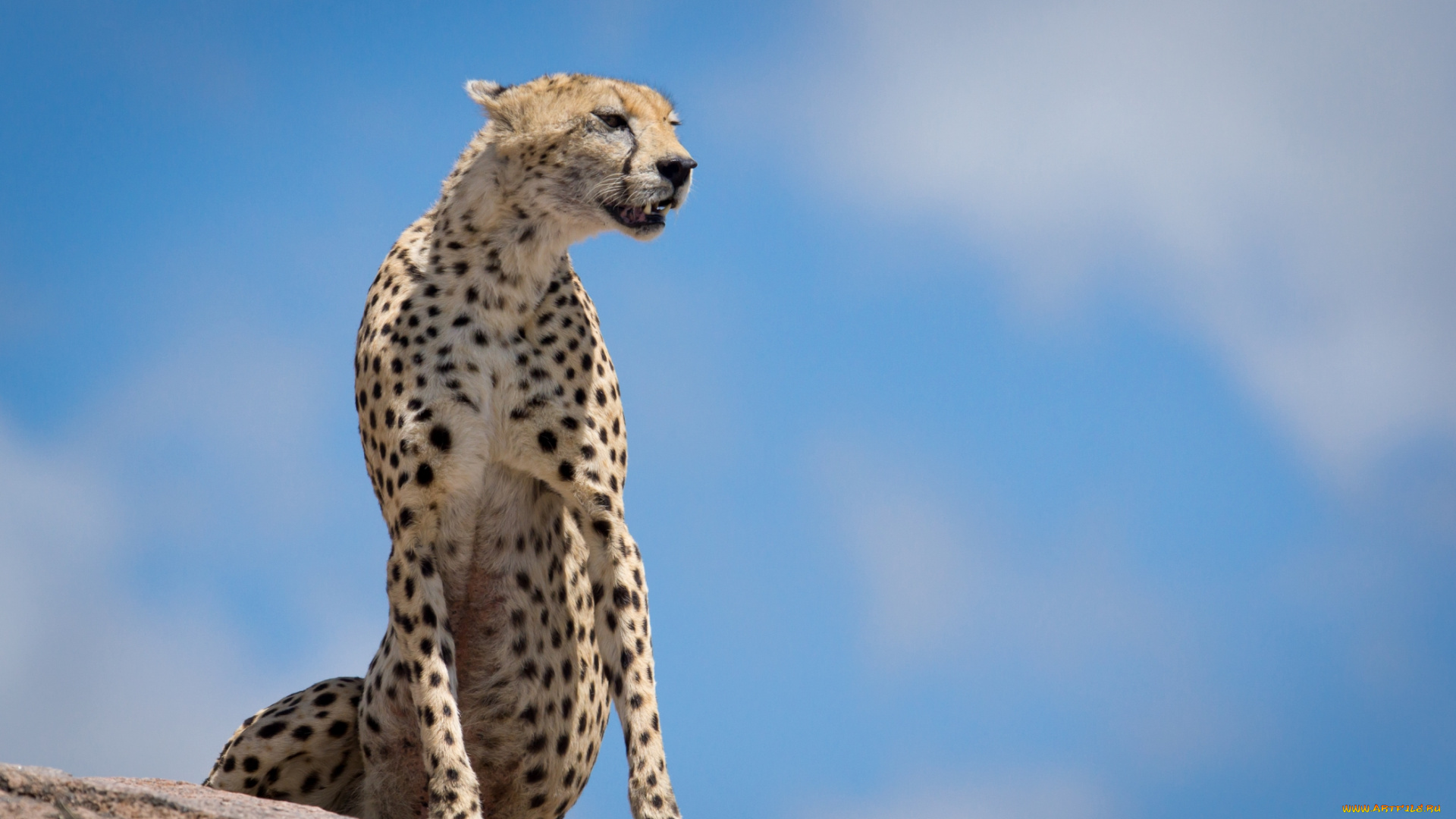 животные, гепарды, кошка