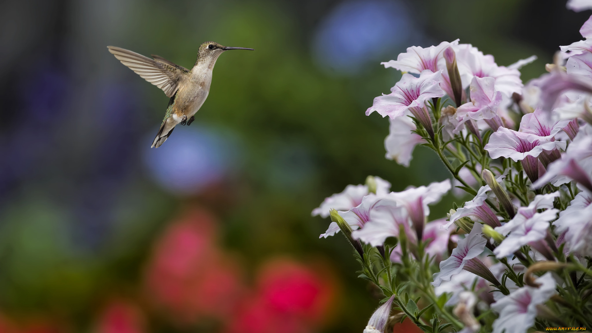 животные, колибри, кроха