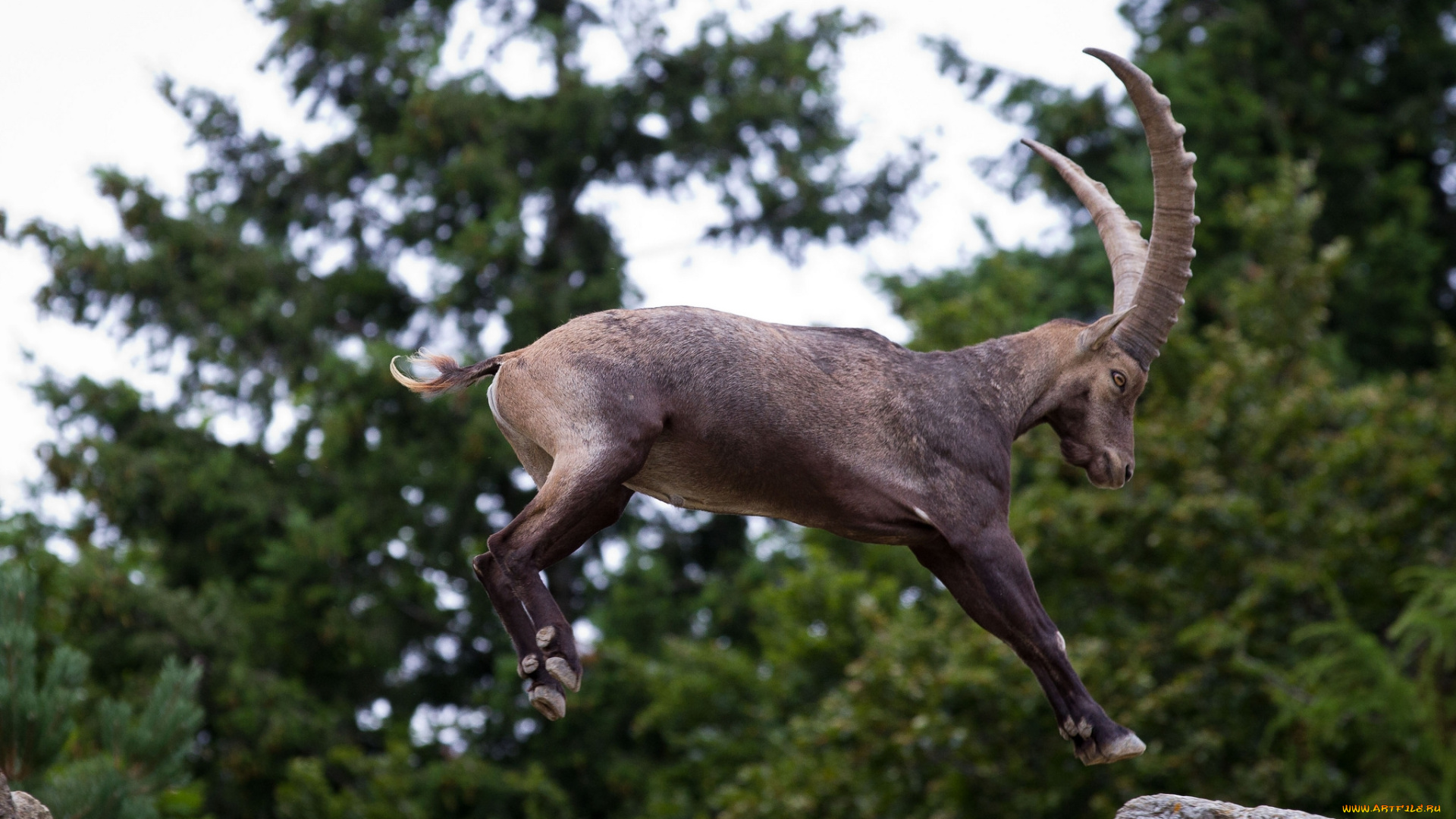 животные, козы, прыжок