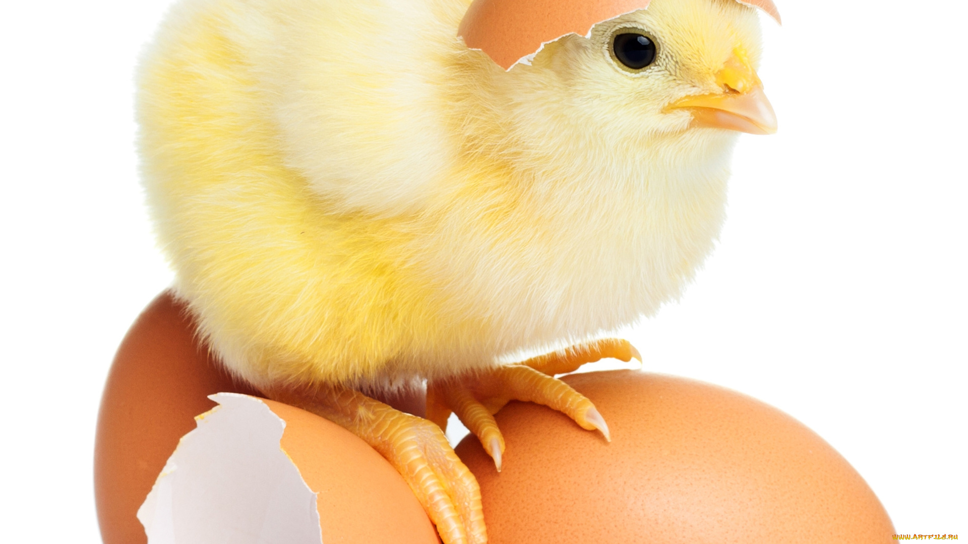 животные, куры, , петухи, яйца, пушистик