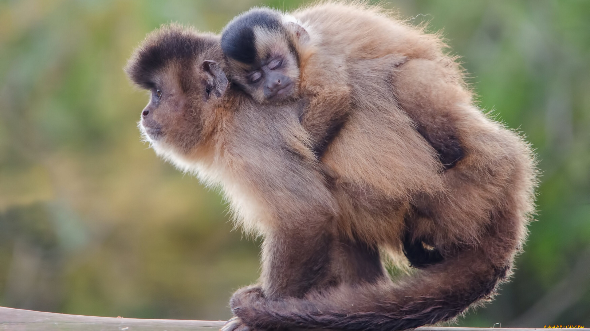 животные, обезьяны, детёныш, беличьи, саймири