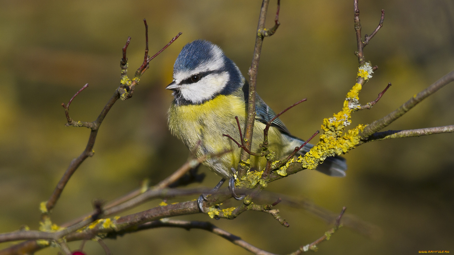 животные, синицы, , лазоревки, птичка