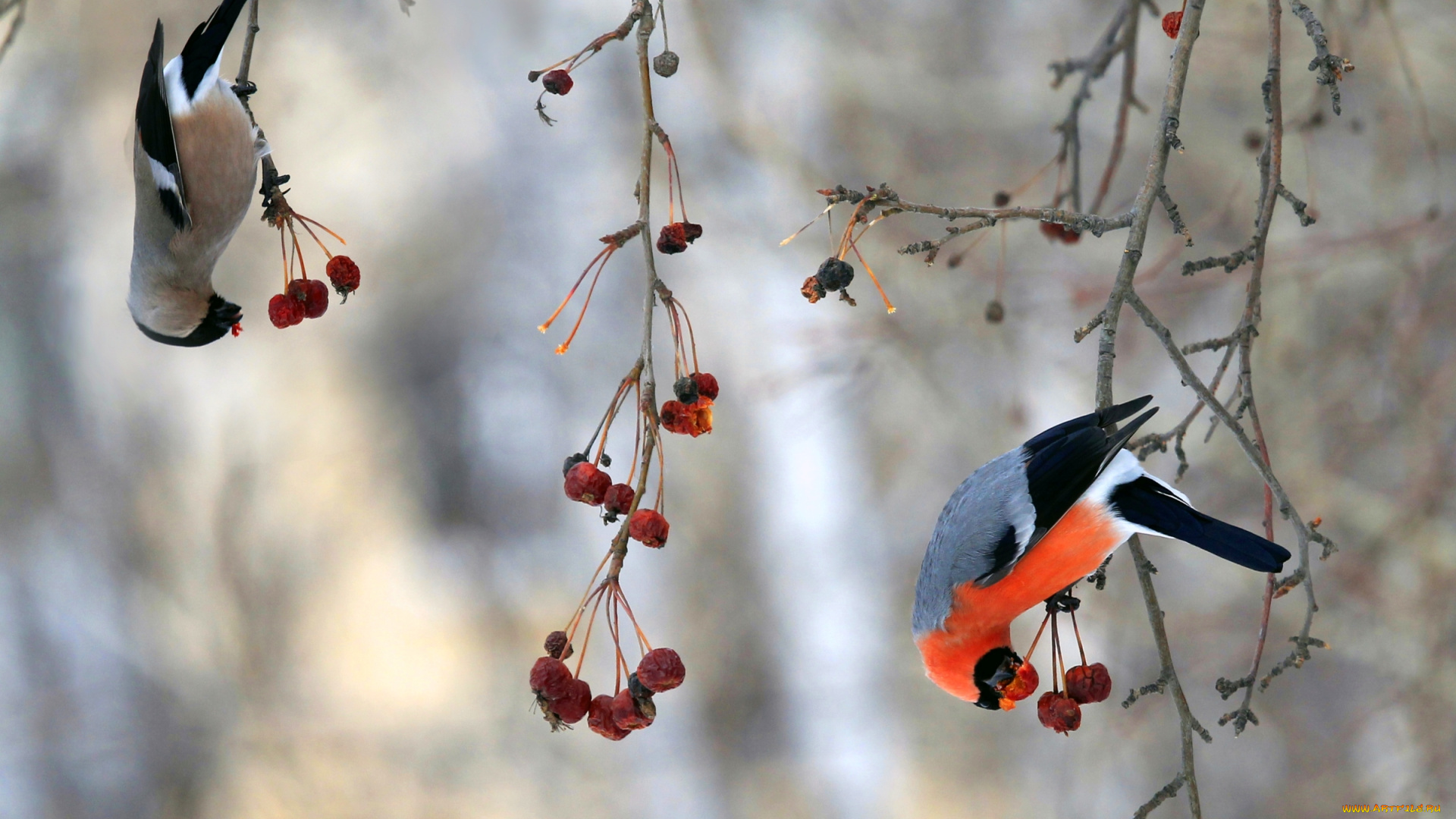животные, снегири, обед