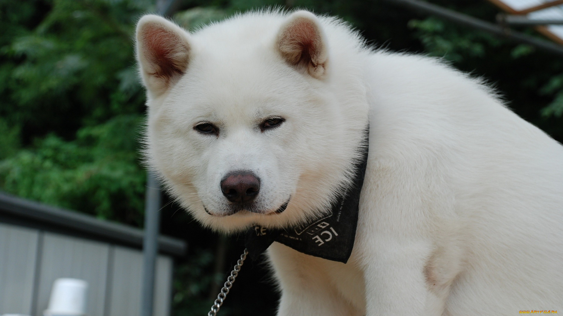 животные, собаки, морда