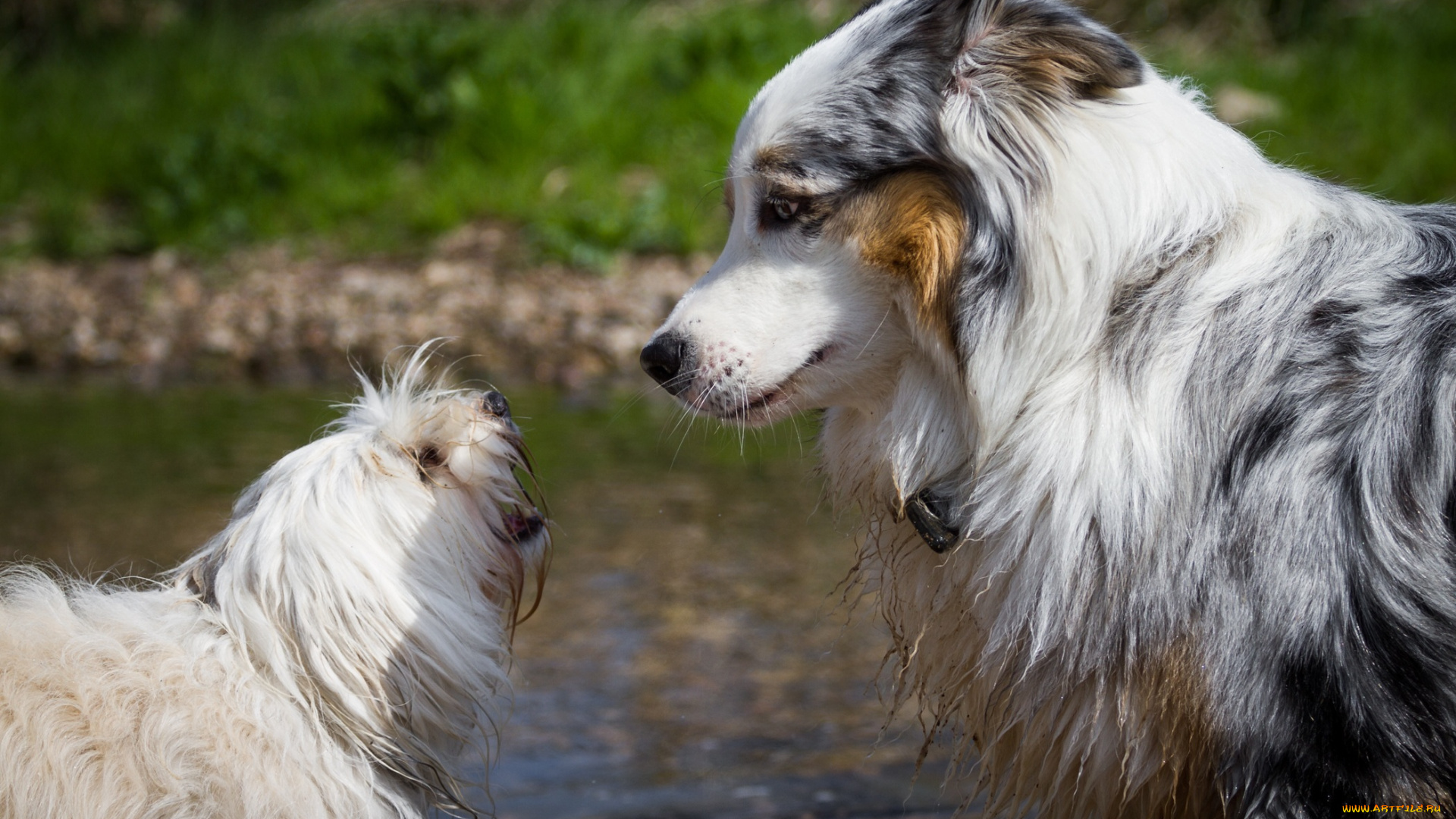 животные, собаки, профиль, парочка