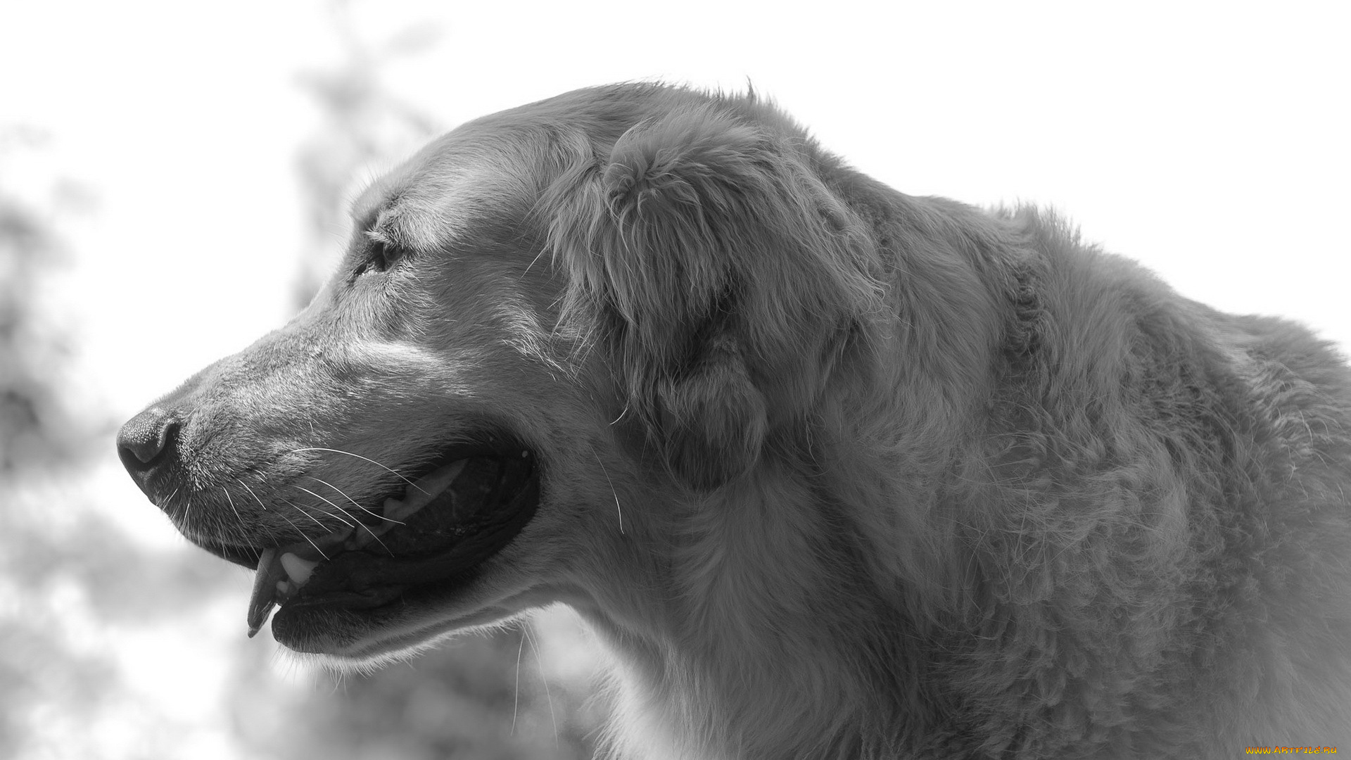 животные, собаки, ретривер