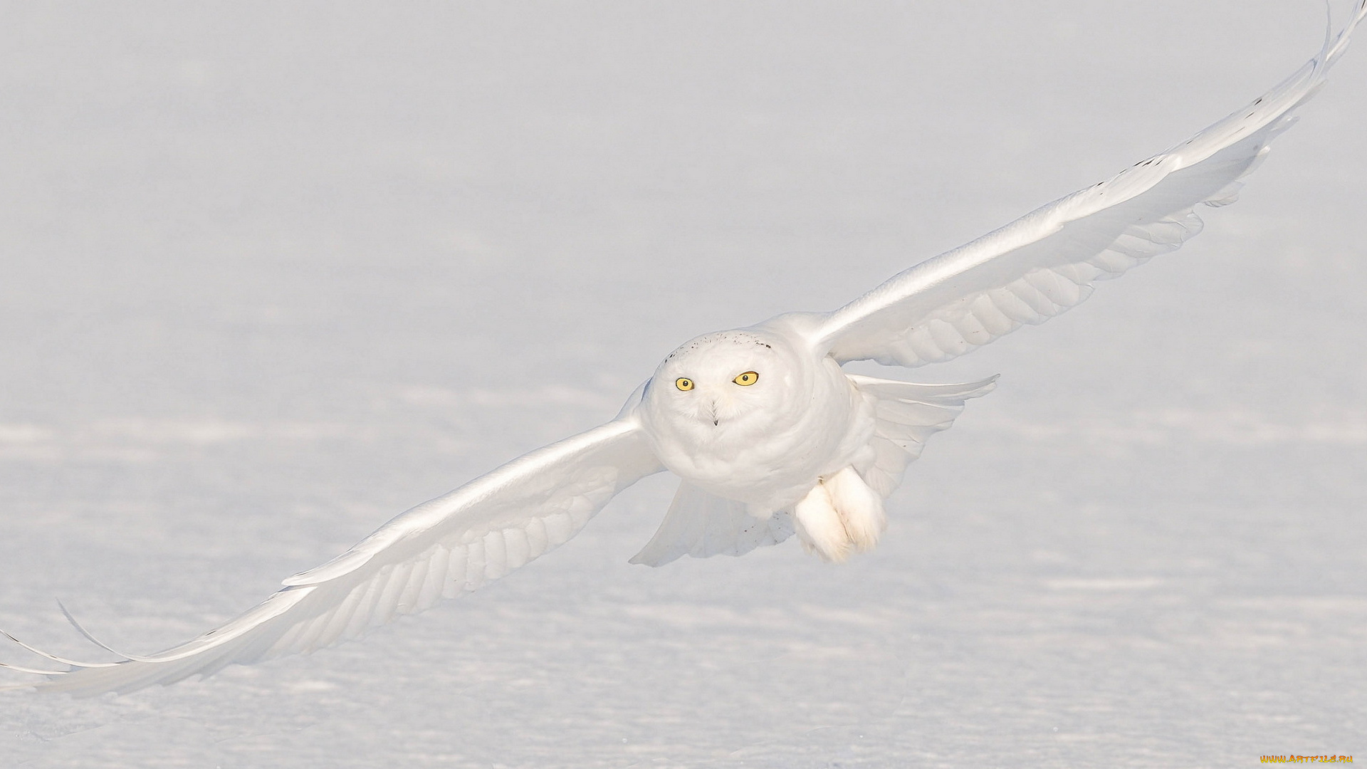 животные, совы, сова, полярная, снег, полёт