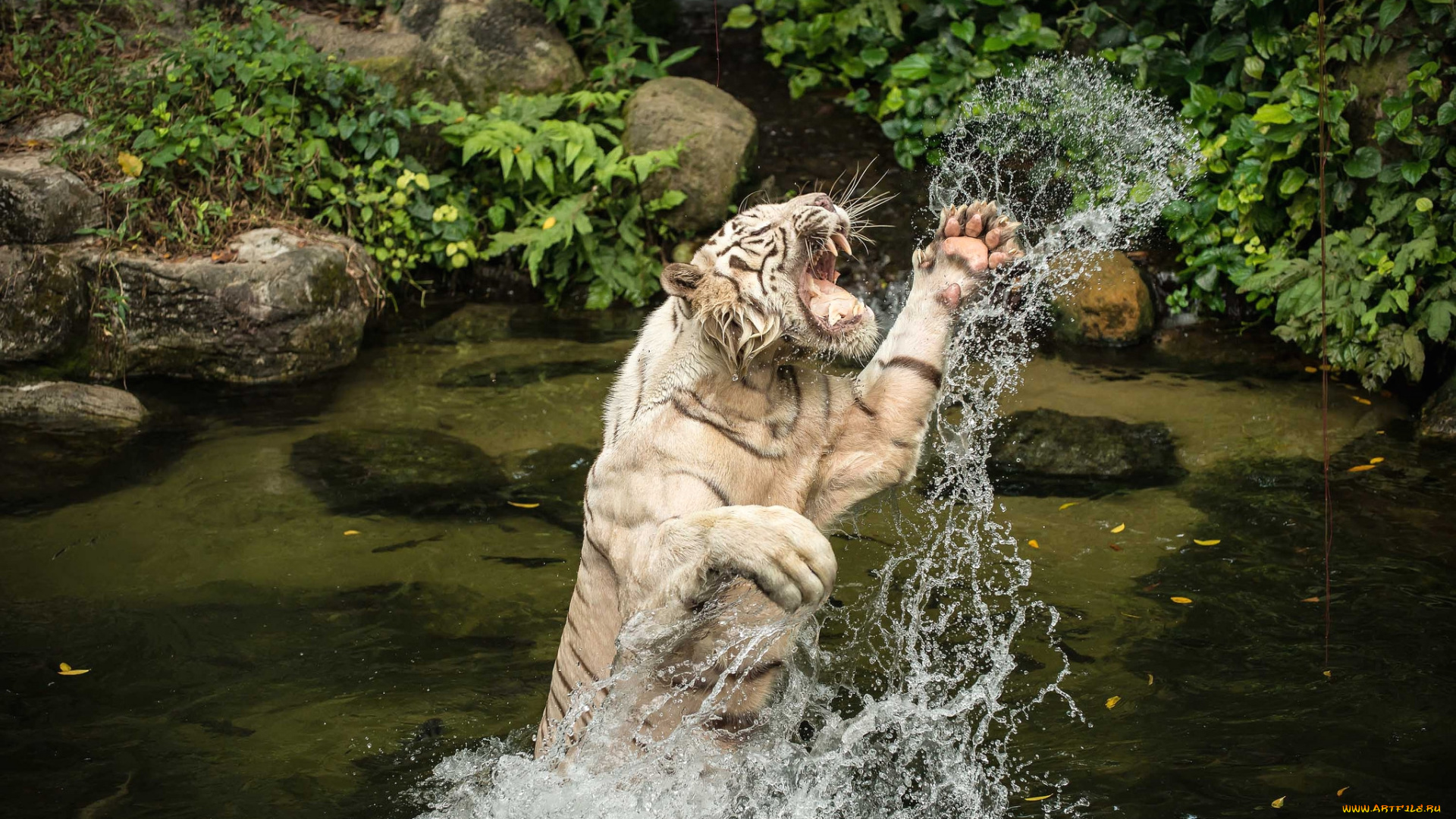 животные, тигры, прыжок