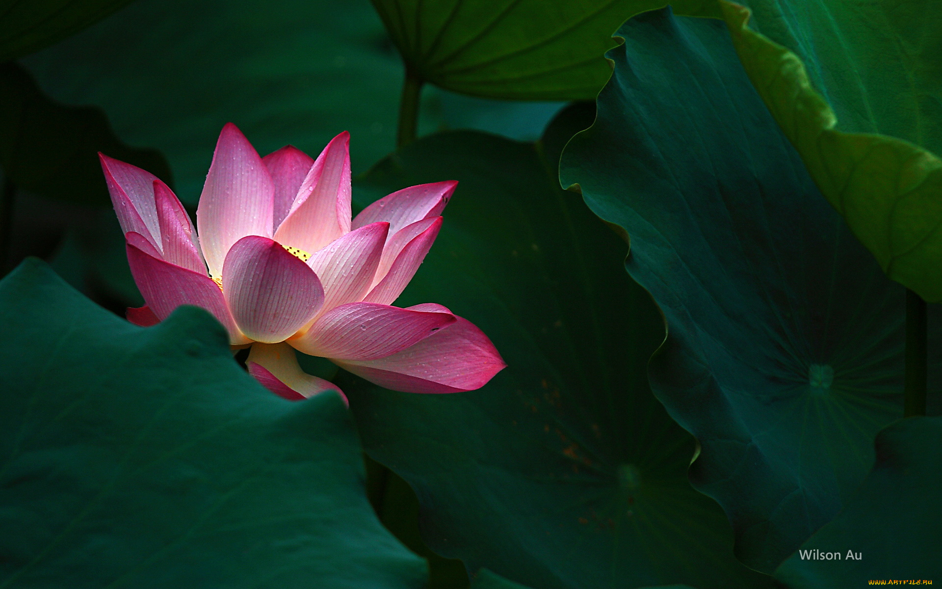 цветы, лотосы, лепестки