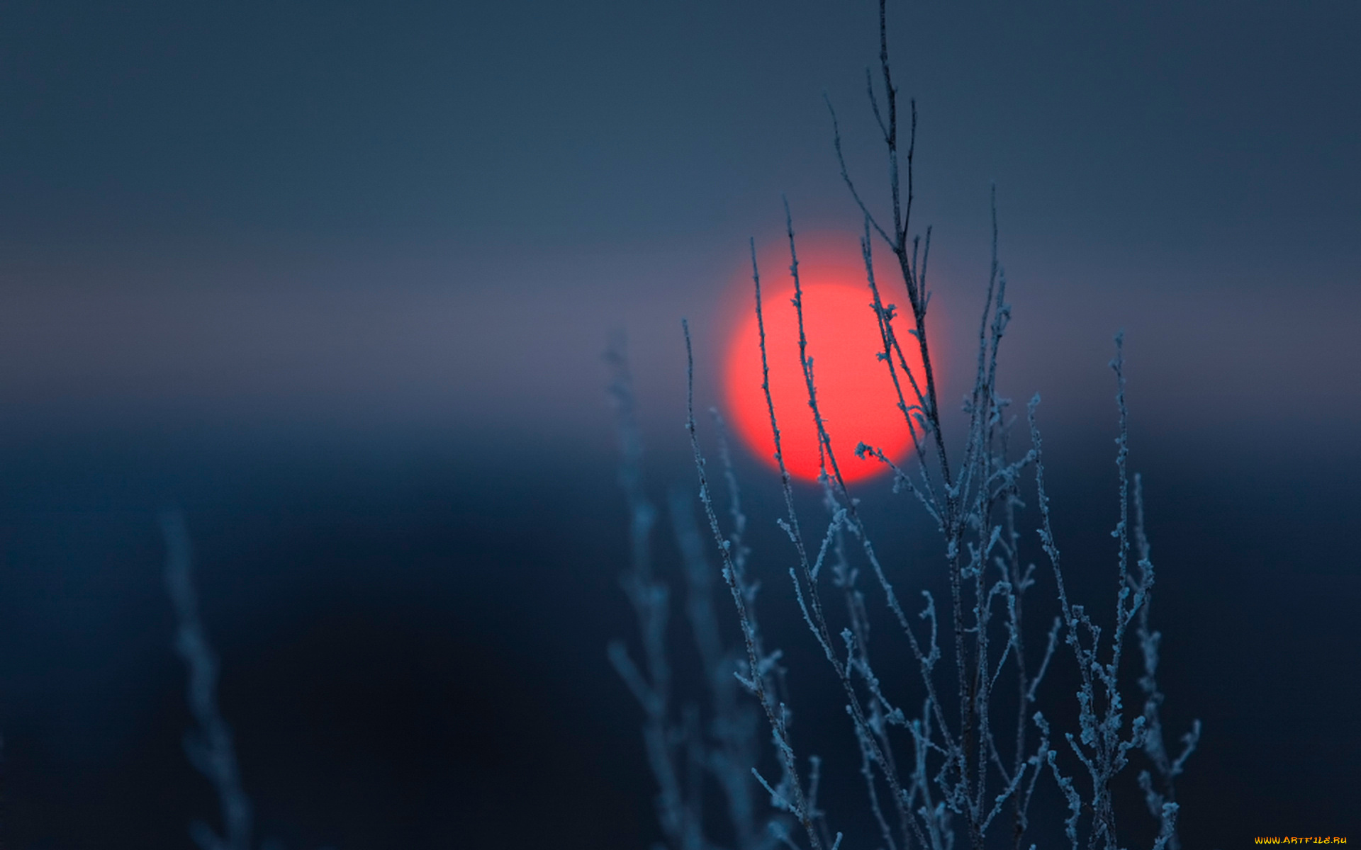 природа, восходы, закаты, растение, закат, небо, солнце