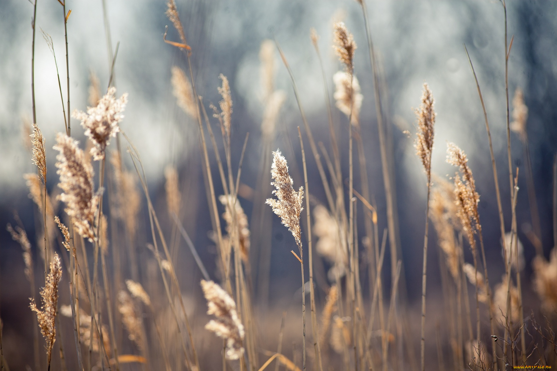 природа, макро, колоски, трава