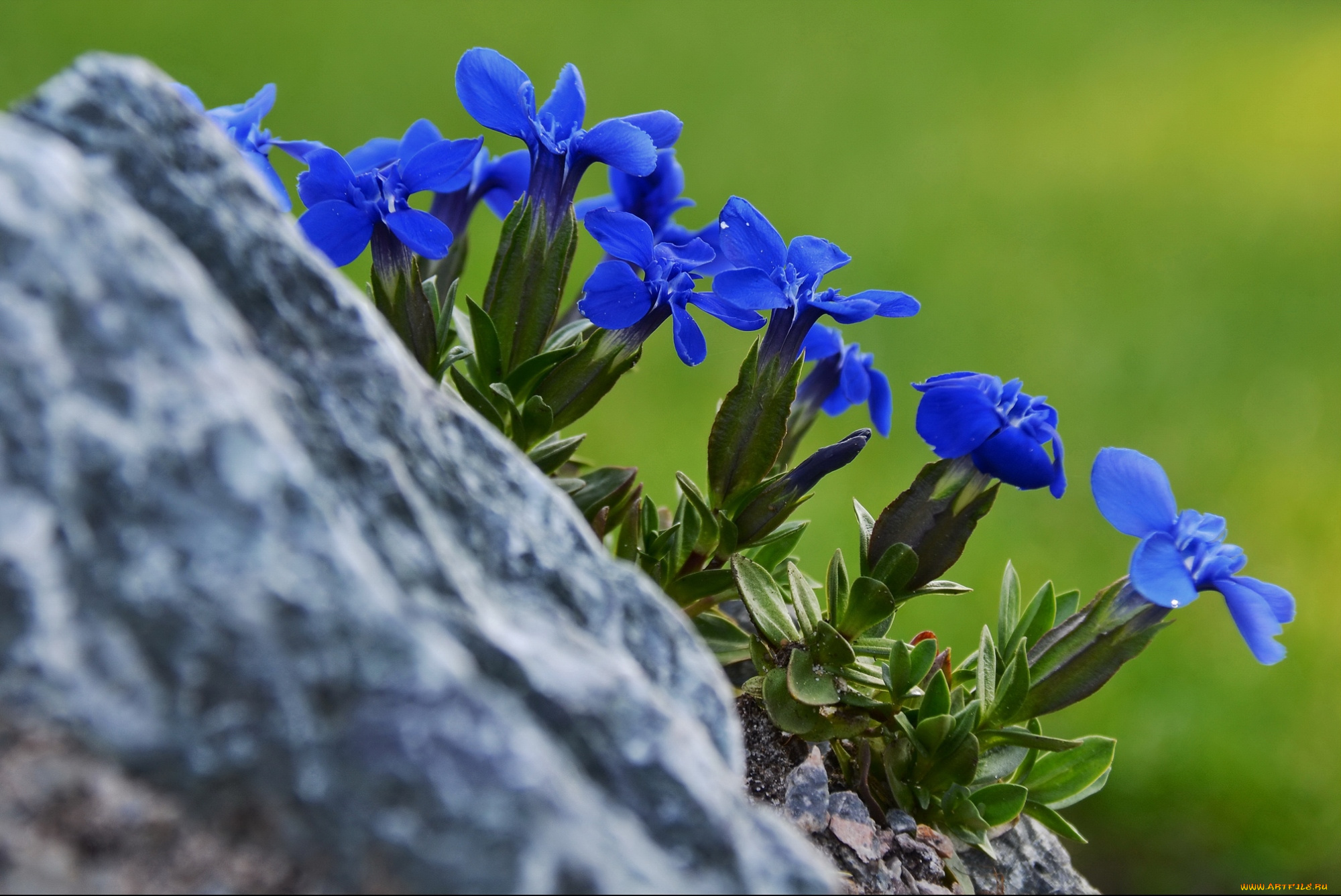 цветы, горечавки, синий