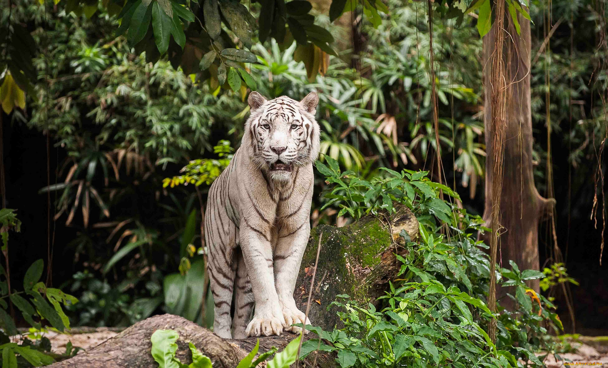 животные, тигры, белый