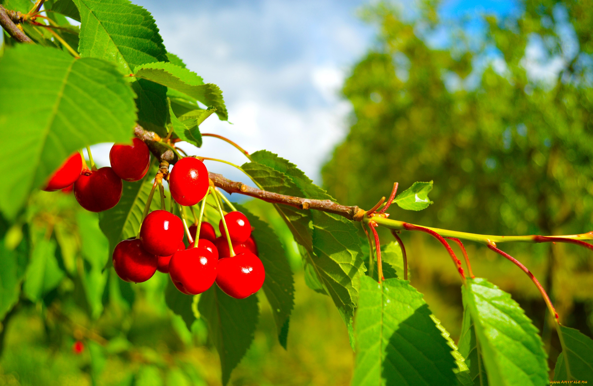 природа, Ягоды, вишня