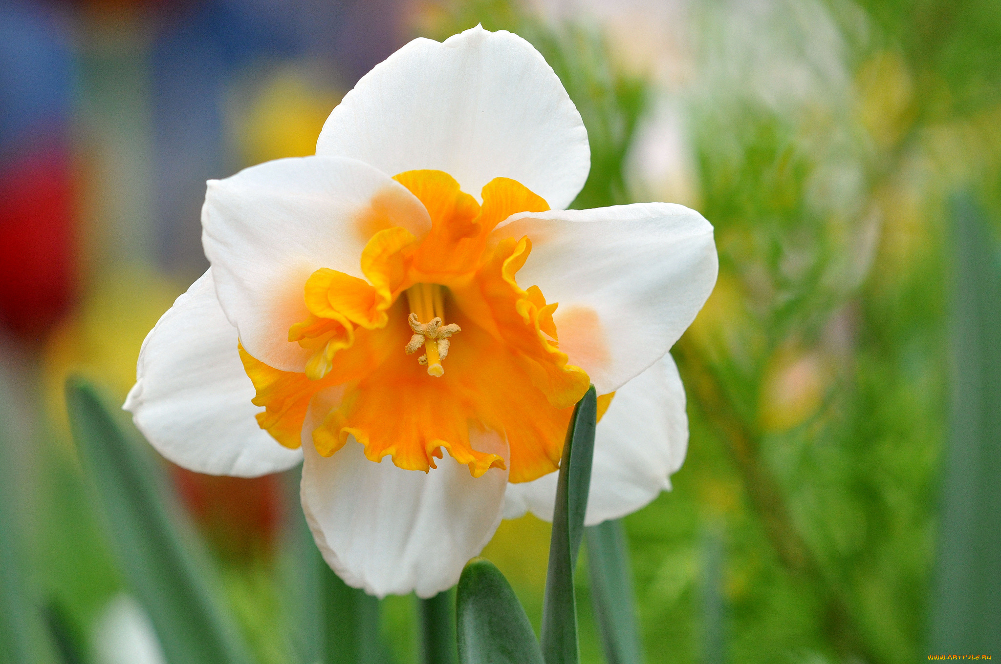 цветы, нарциссы, макро