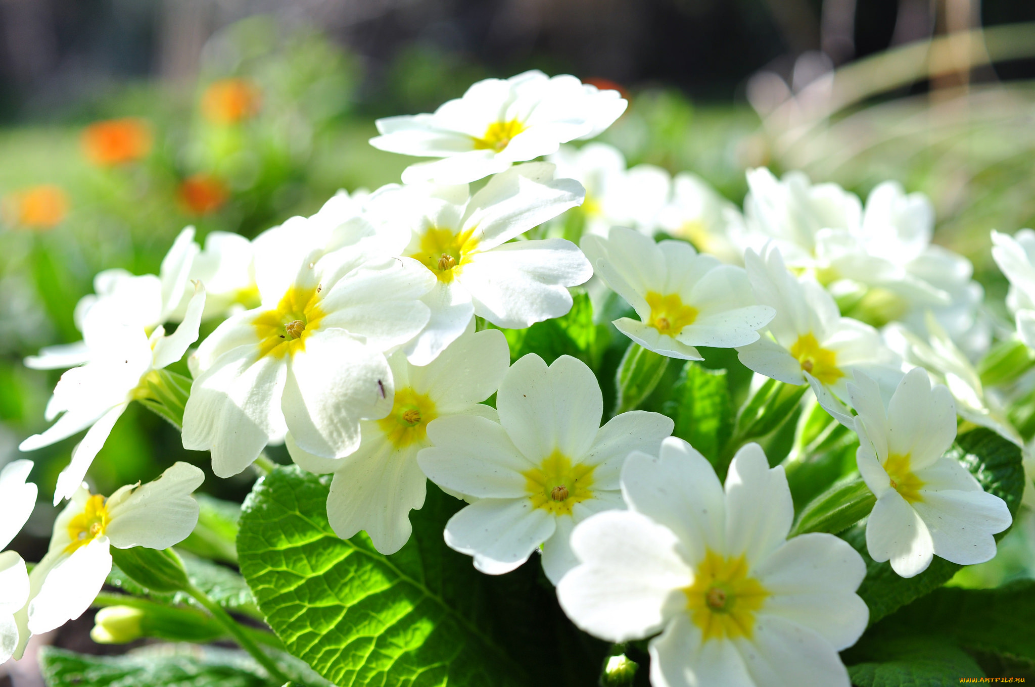 цветы, примулы, белый