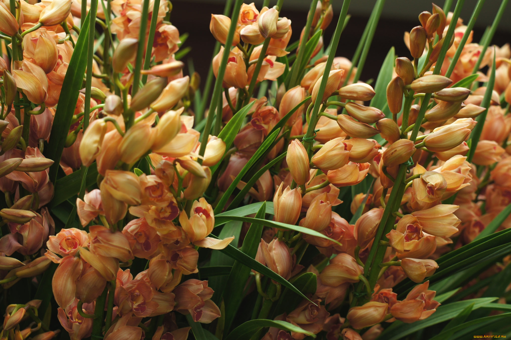 цветы, орхидеи, экзотика