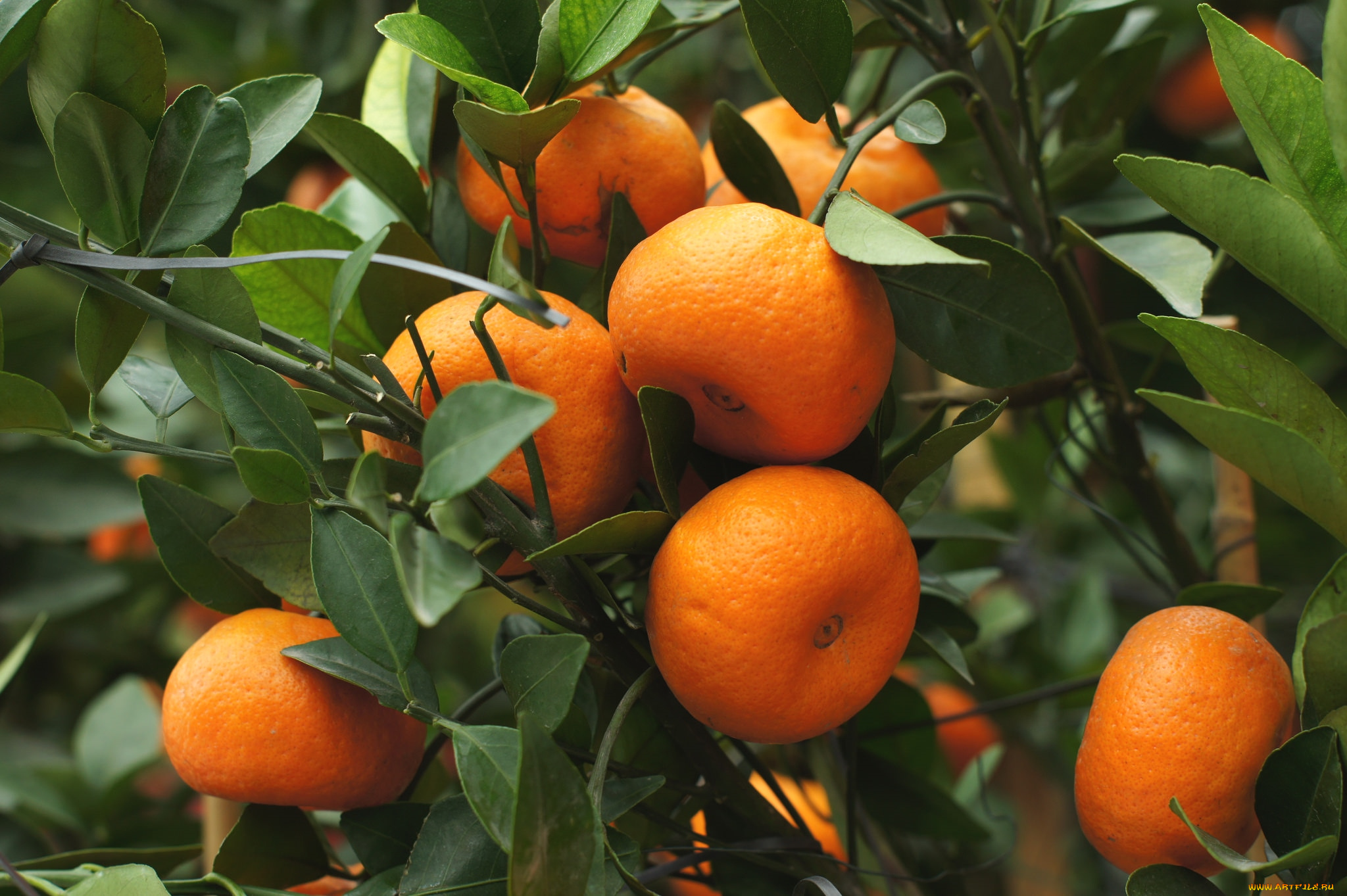 природа, плоды, мандарины