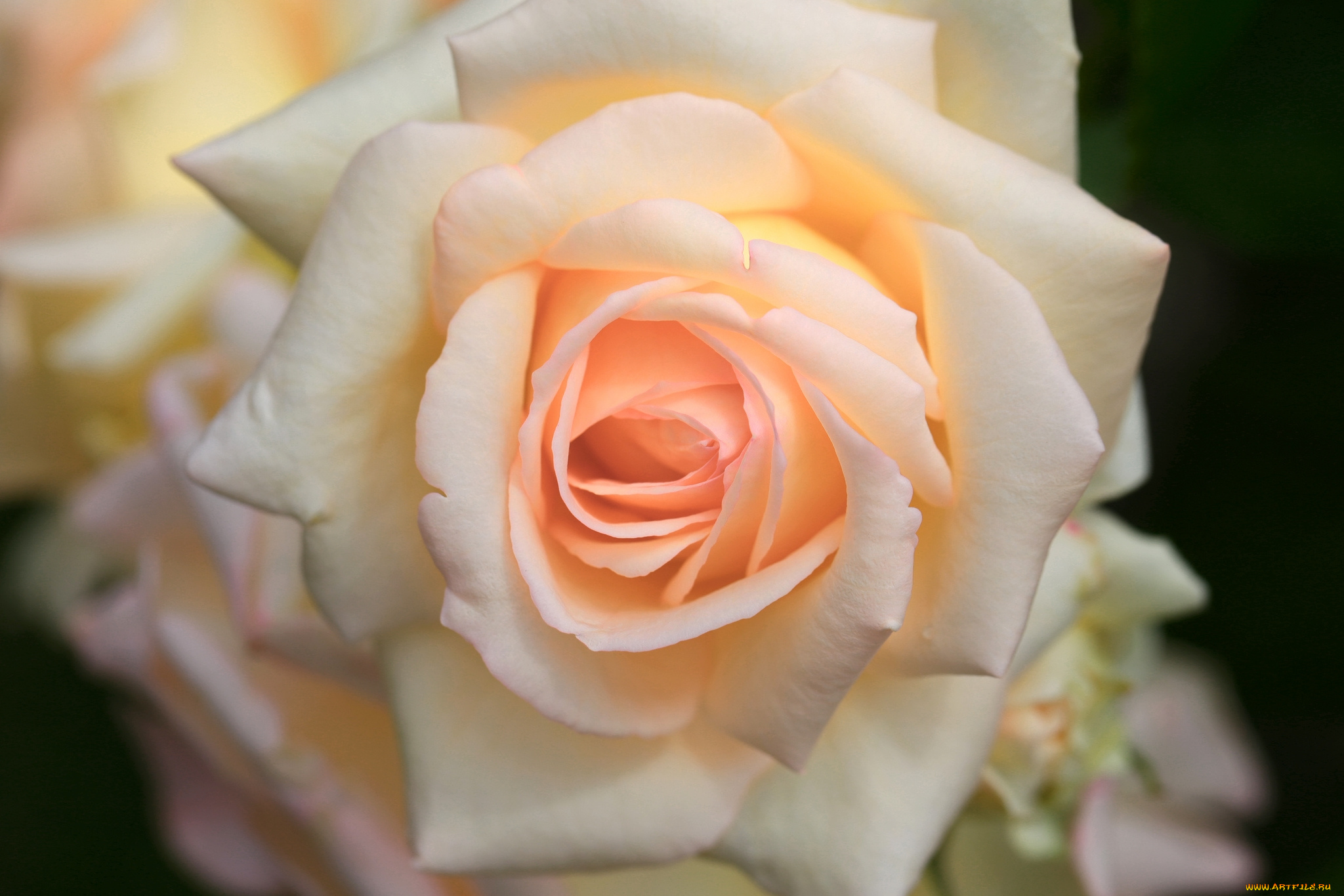 цветы, розы, макро