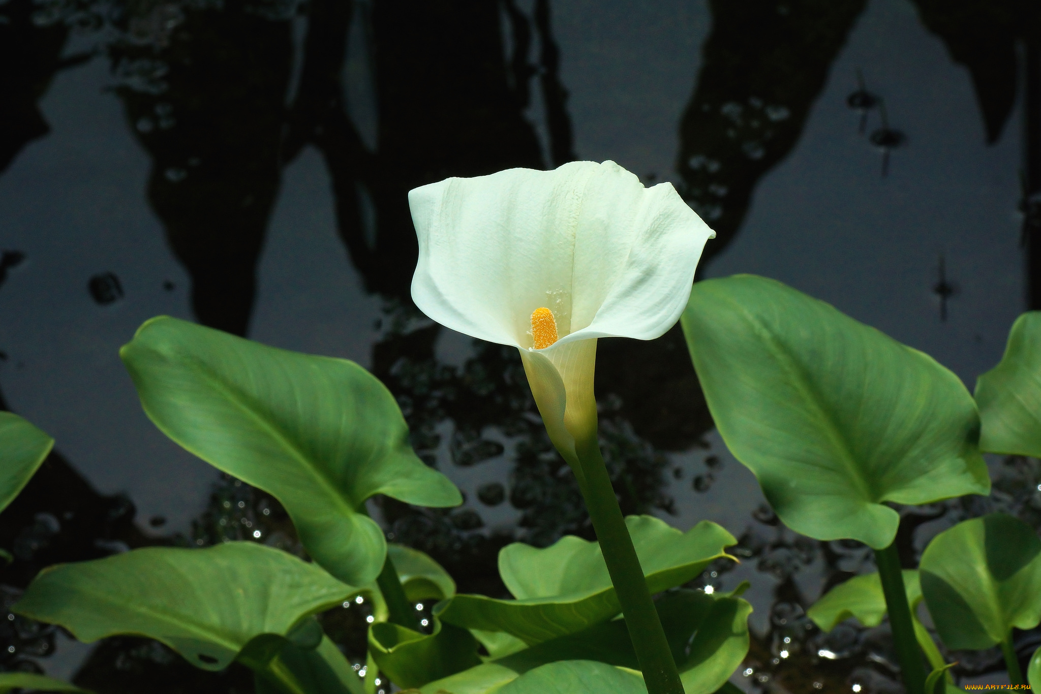 цветы, каллы, одиночество