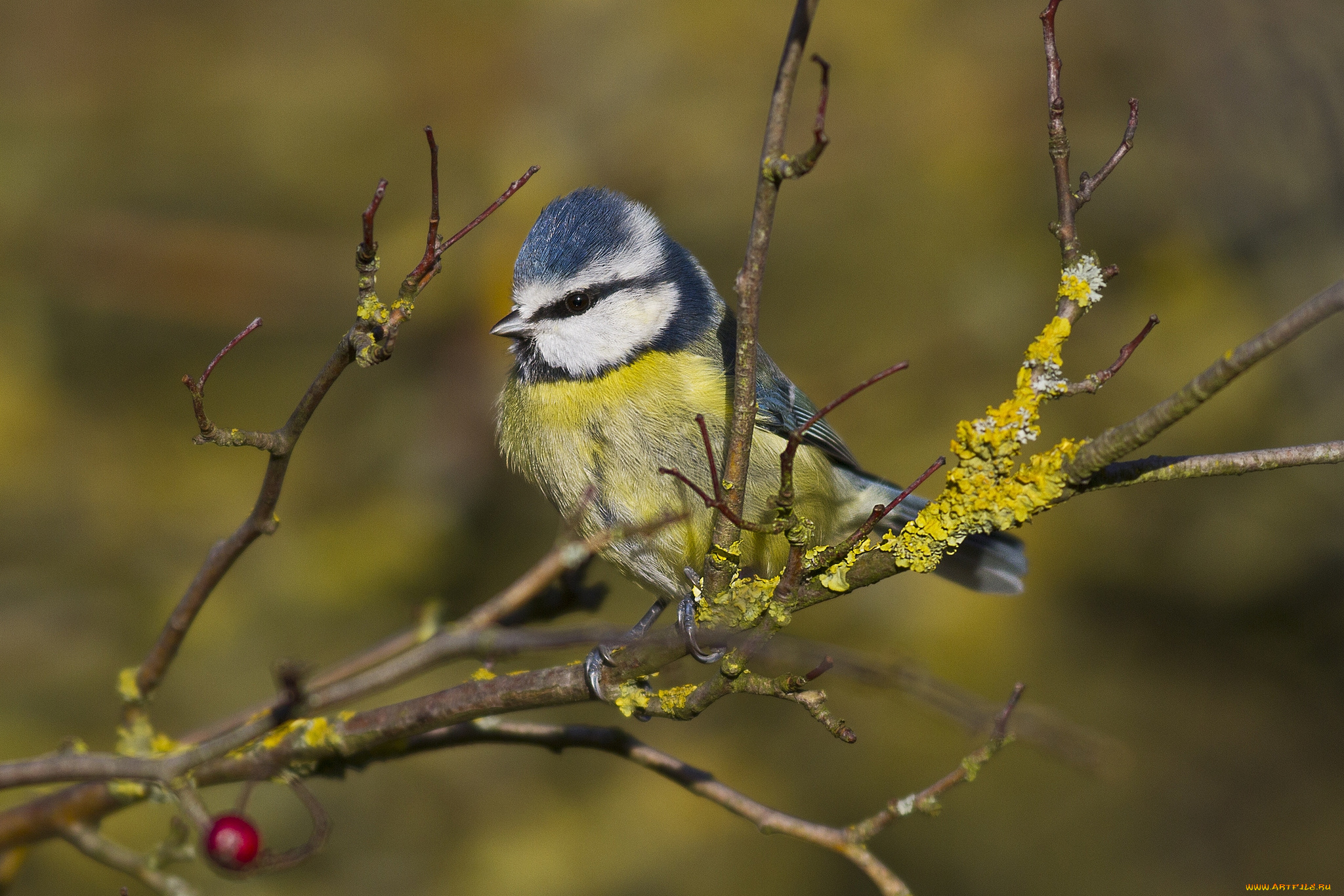 животные, синицы, , лазоревки, птичка
