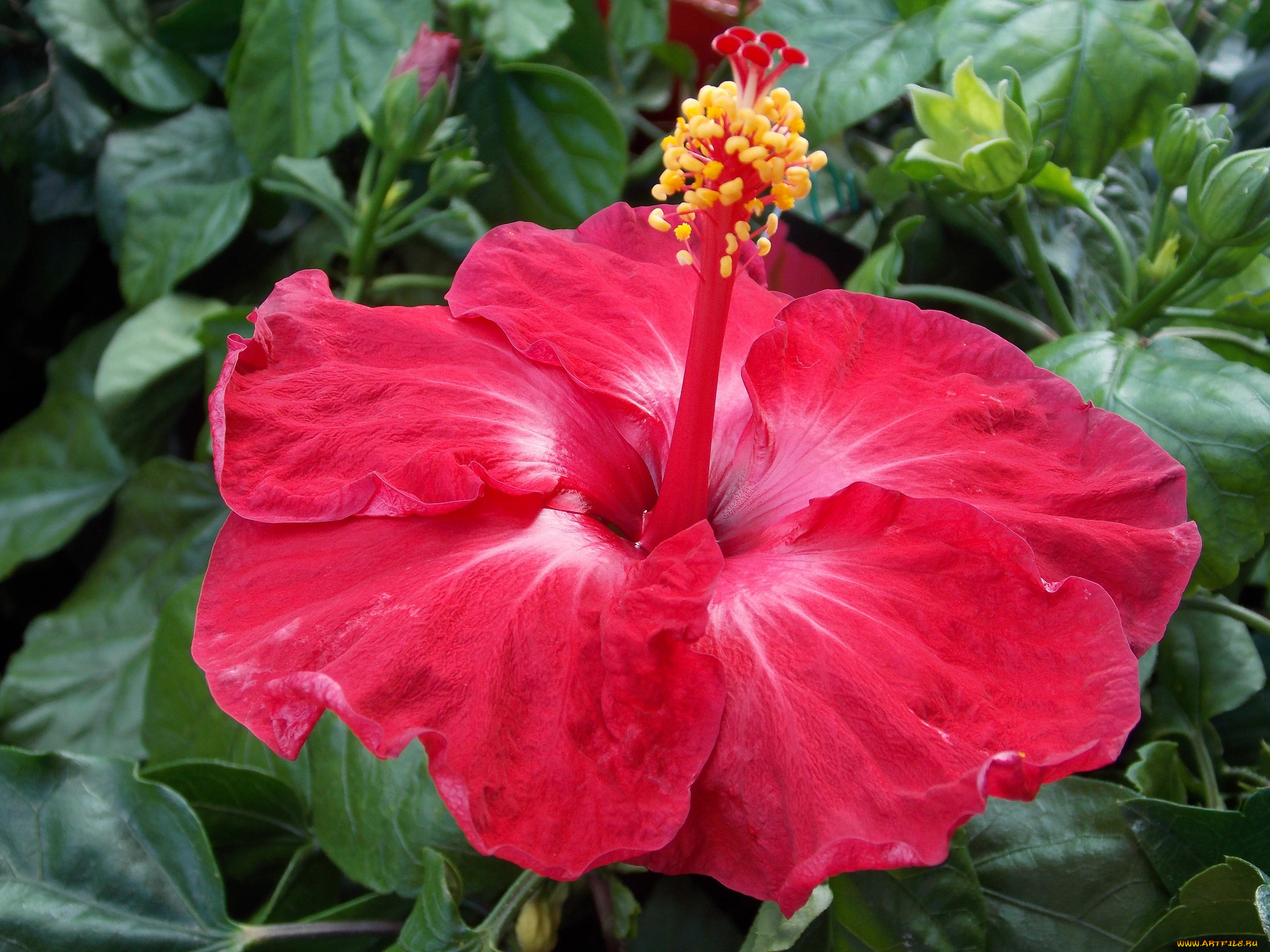 цветы, гибискусы, макро