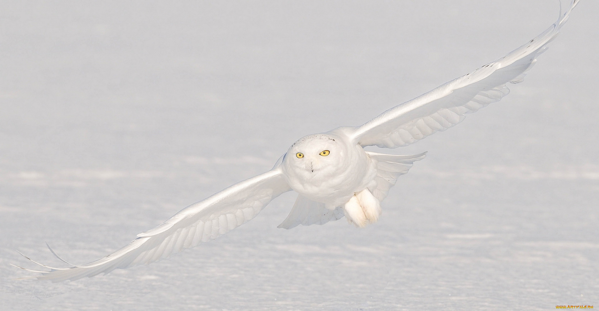 животные, совы, сова, полярная, снег, полёт