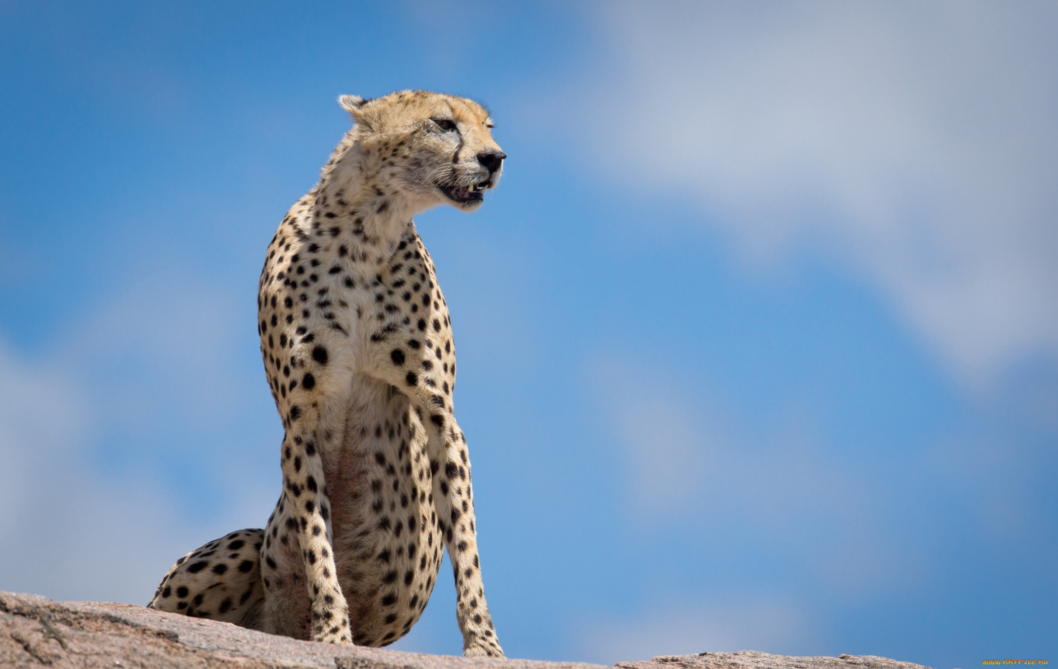 животные, гепарды, кошка