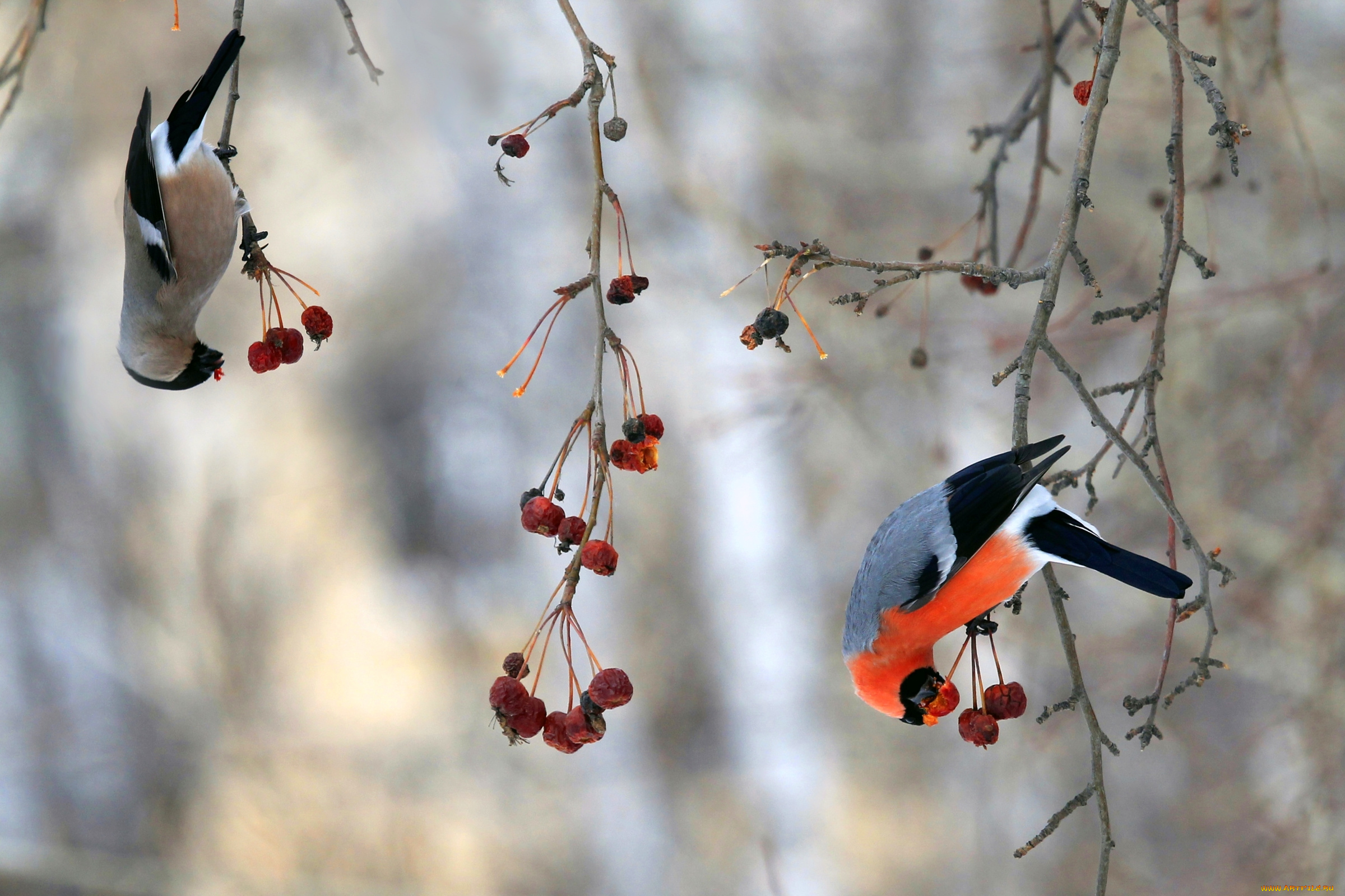 животные, снегири, обед