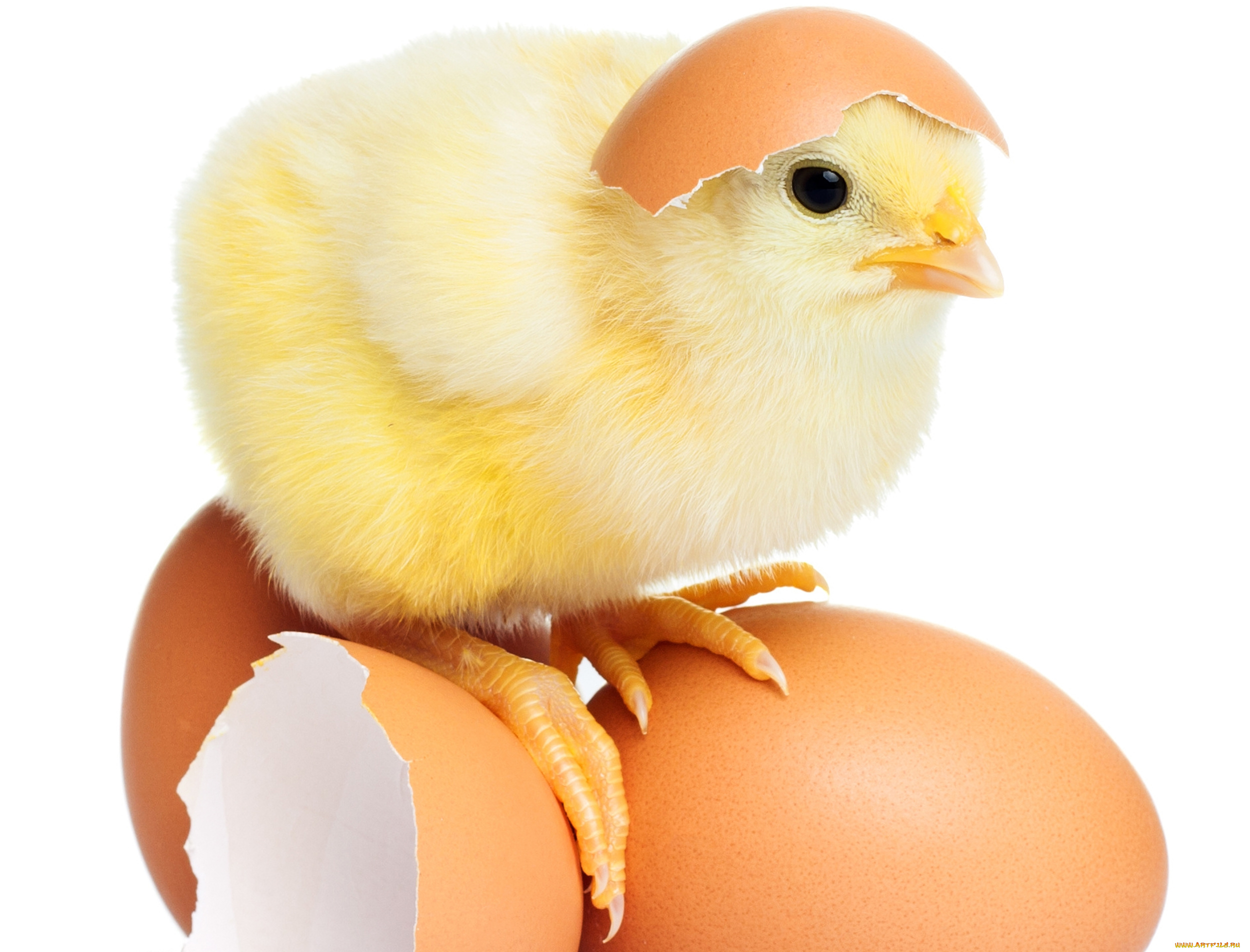 животные, куры, , петухи, яйца, пушистик