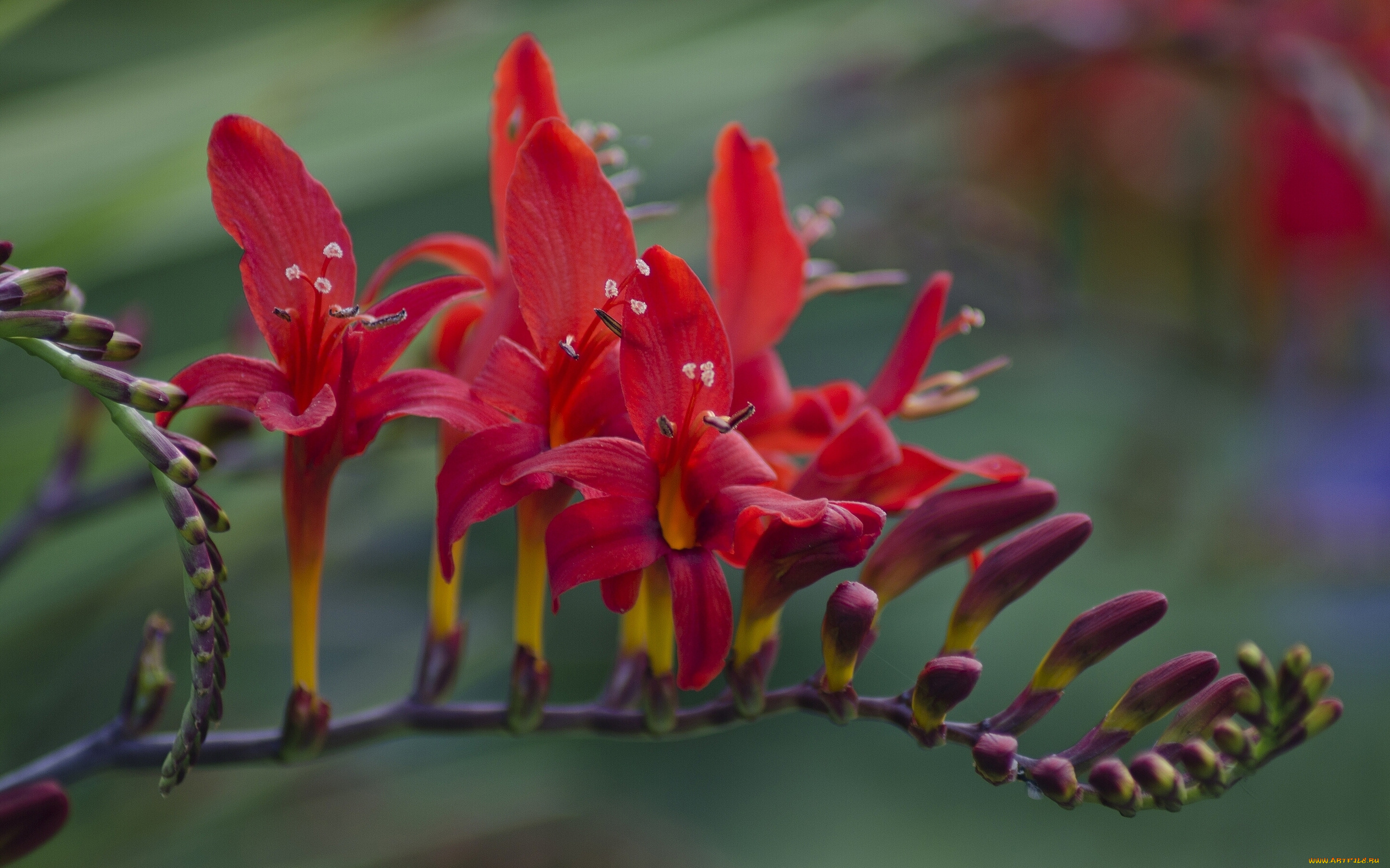 цветы, фрезия, макро
