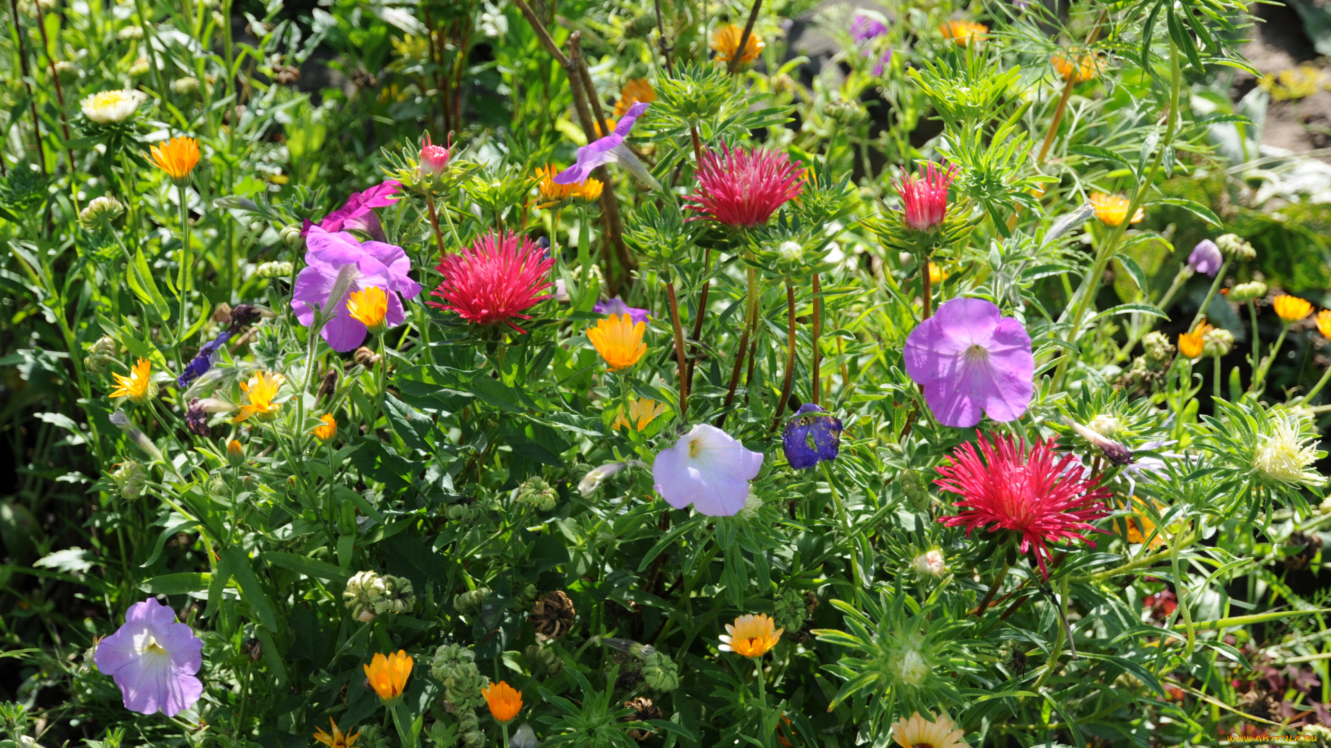 астры, , петунии, , календула, цветы, разные, вместе, клумба, петунии, календула