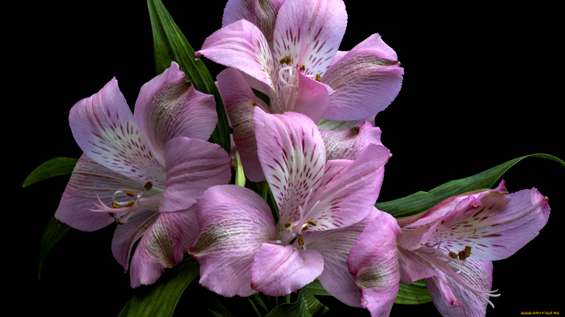 цветы, альстромерия, розовый, макро