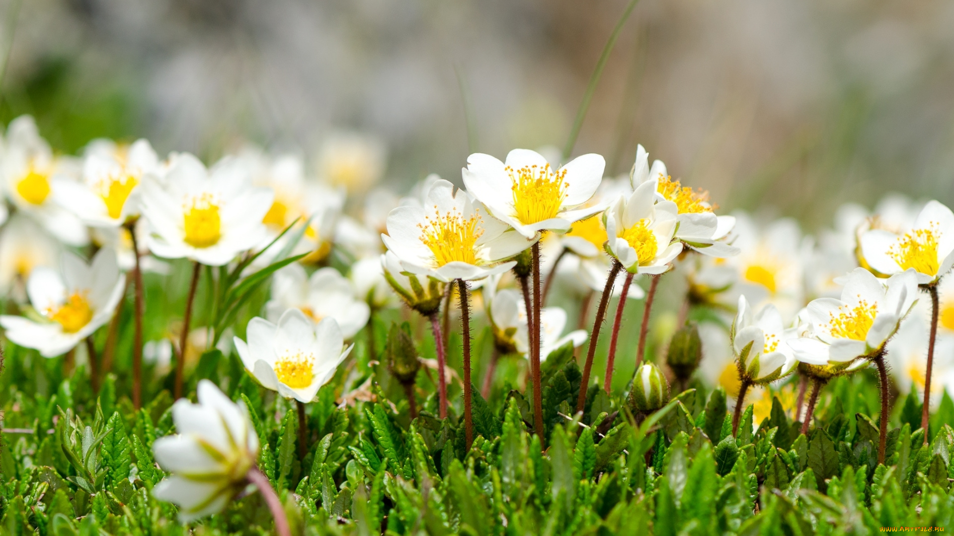 цветы, анемоны, , сон-трава, нежность, ветреницы, весна
