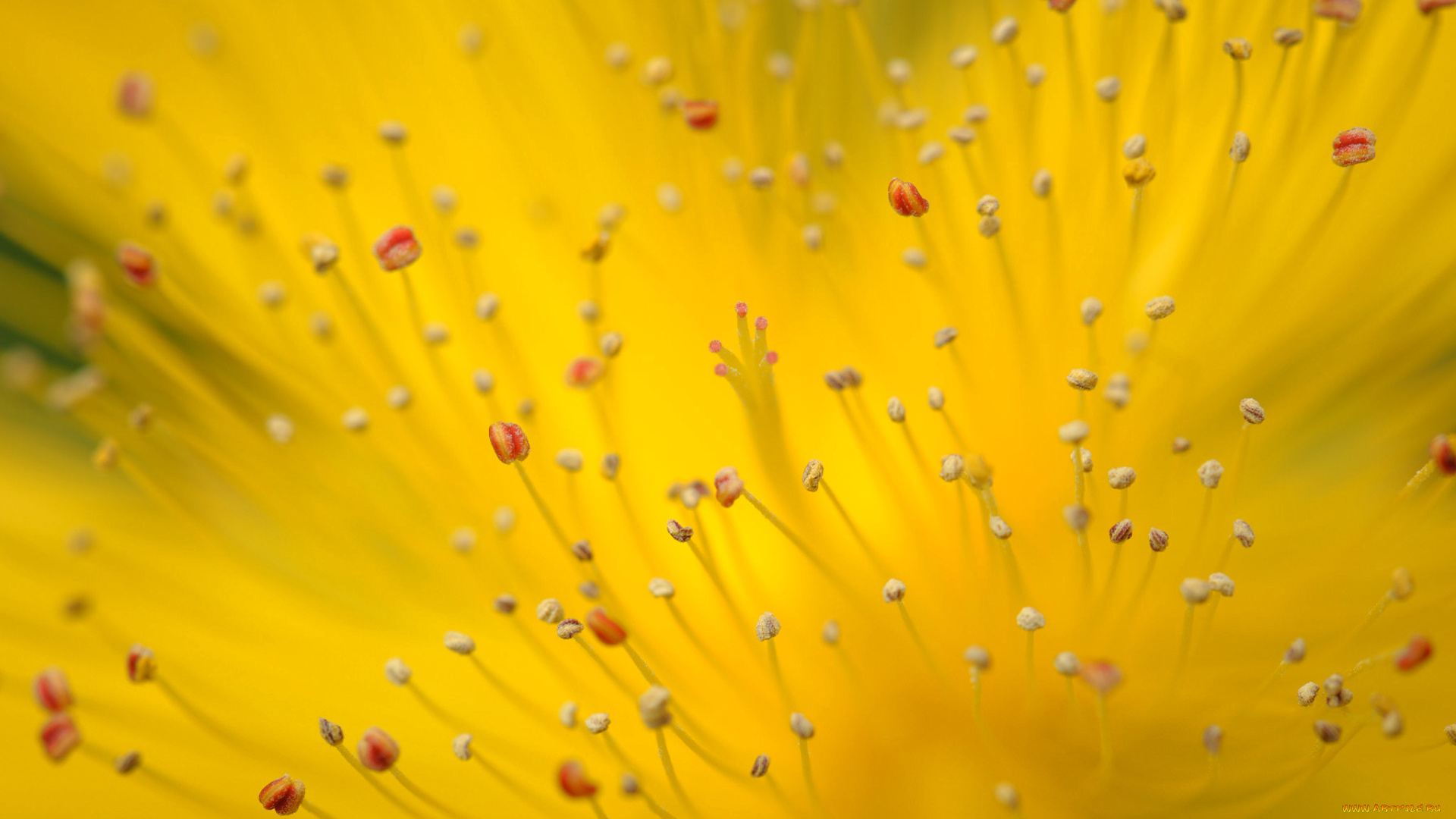 цветы, цветок, природа, растение