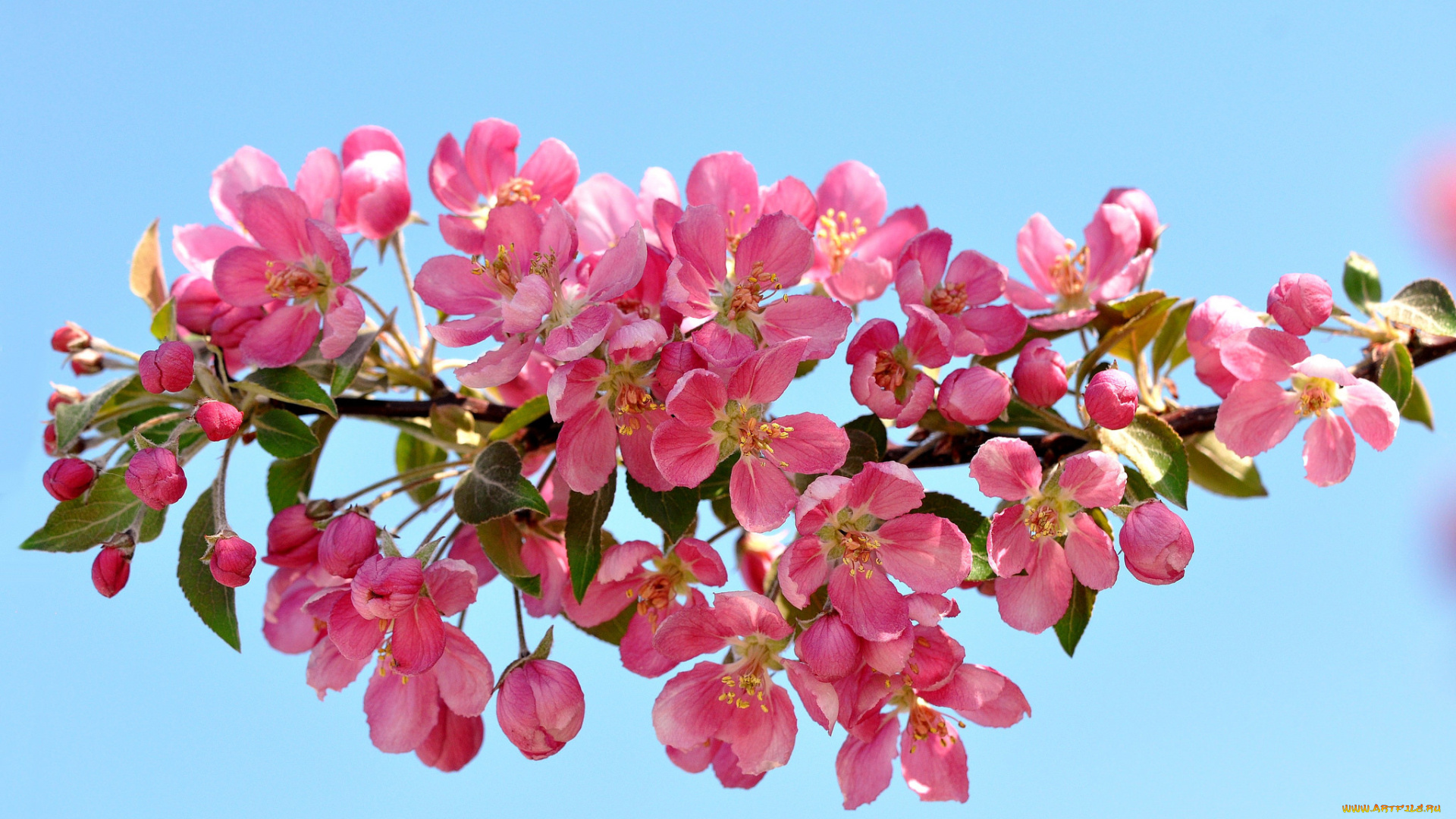 цветы, цветущие, деревья, , , кустарники, цветение, ветка, весна