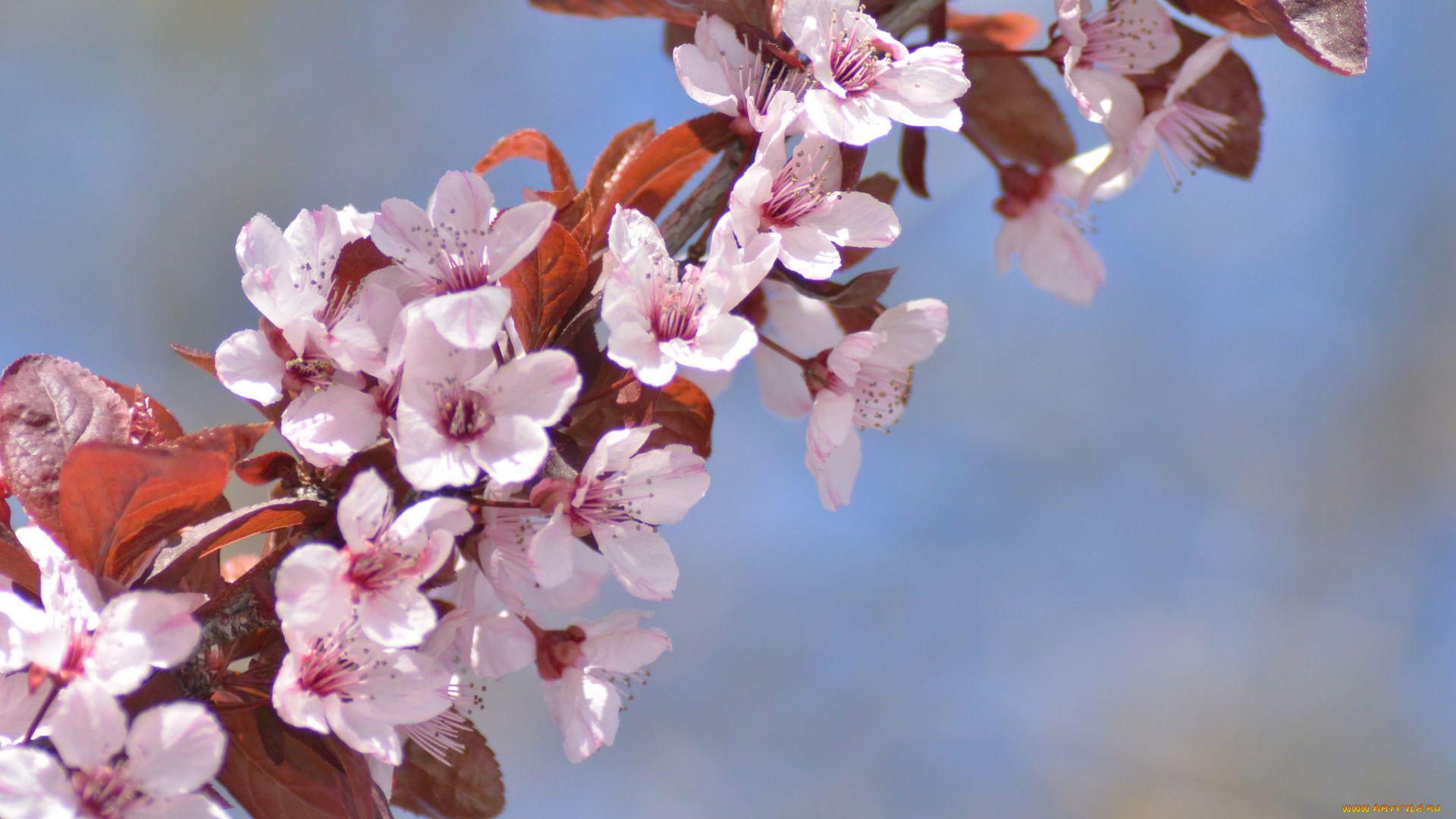 цветы, цветущие, деревья, , , кустарники, весна, ветка, листья