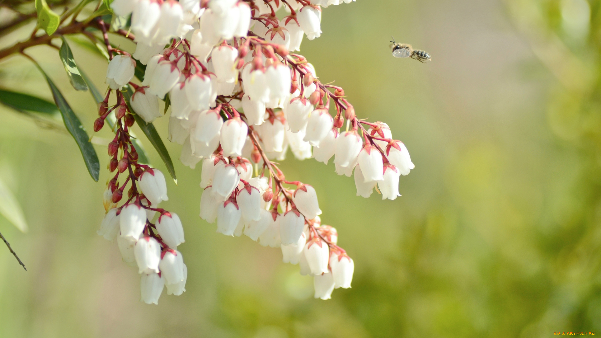 цветы, фон, ветки, колокольчики, пчела, нежность